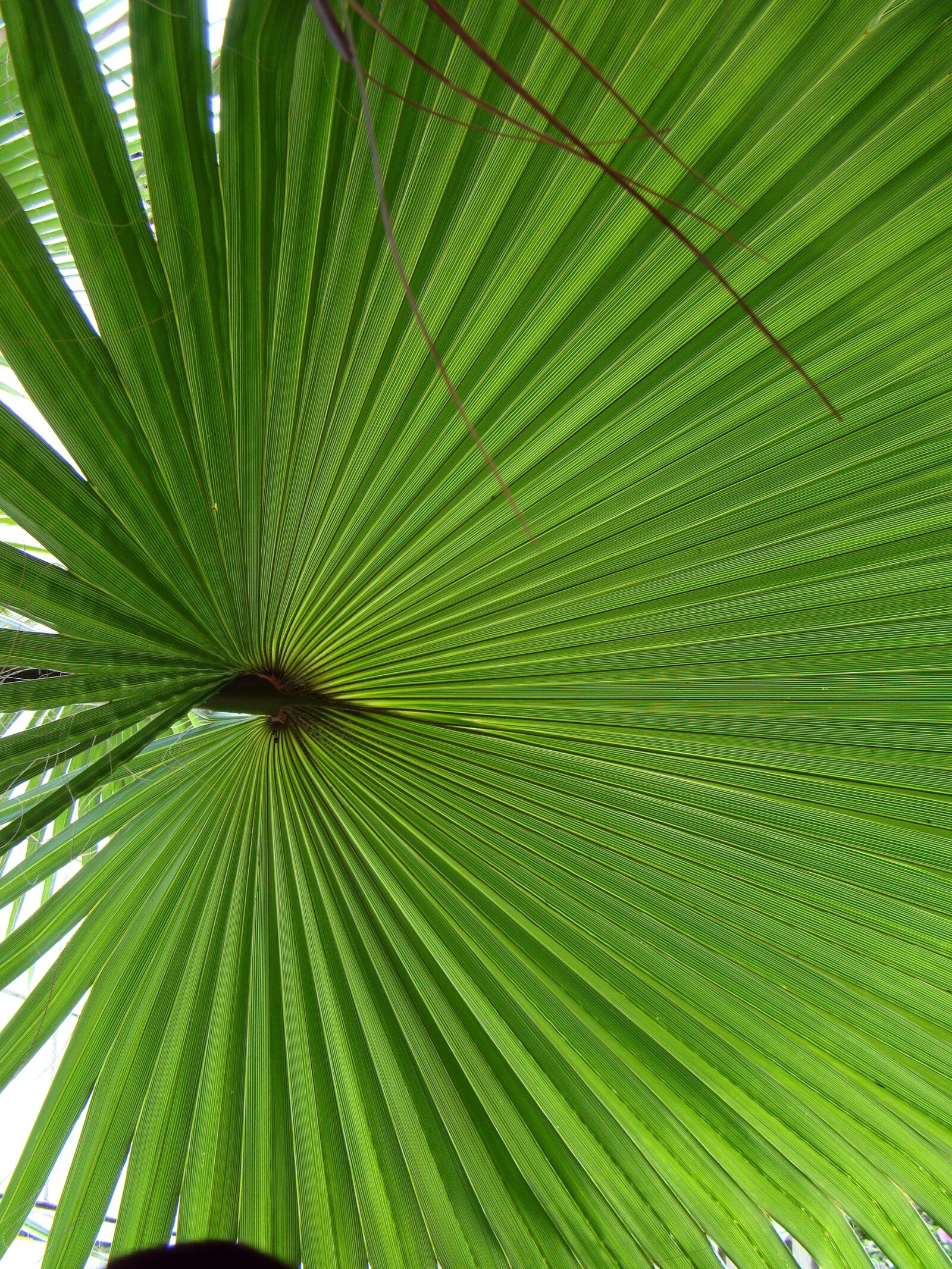 Sony Cyber-shot DSC-H50 sample photo. Leaf, palma, green photography