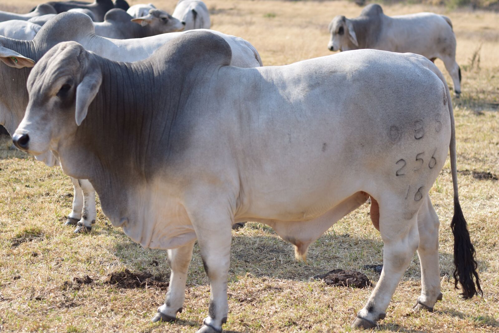 Nikon D5300 sample photo. Brahman, bull, cattle photography