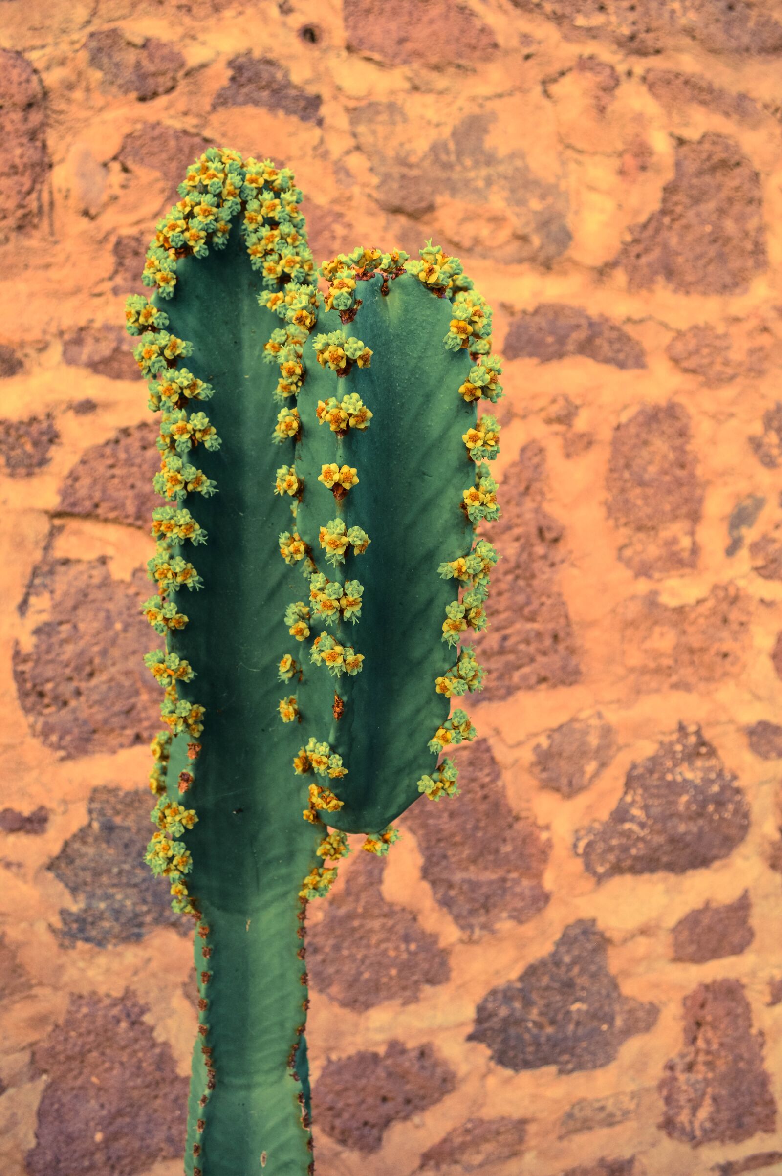 Nikon D3200 sample photo. Cactus, mexico, brickwall photography