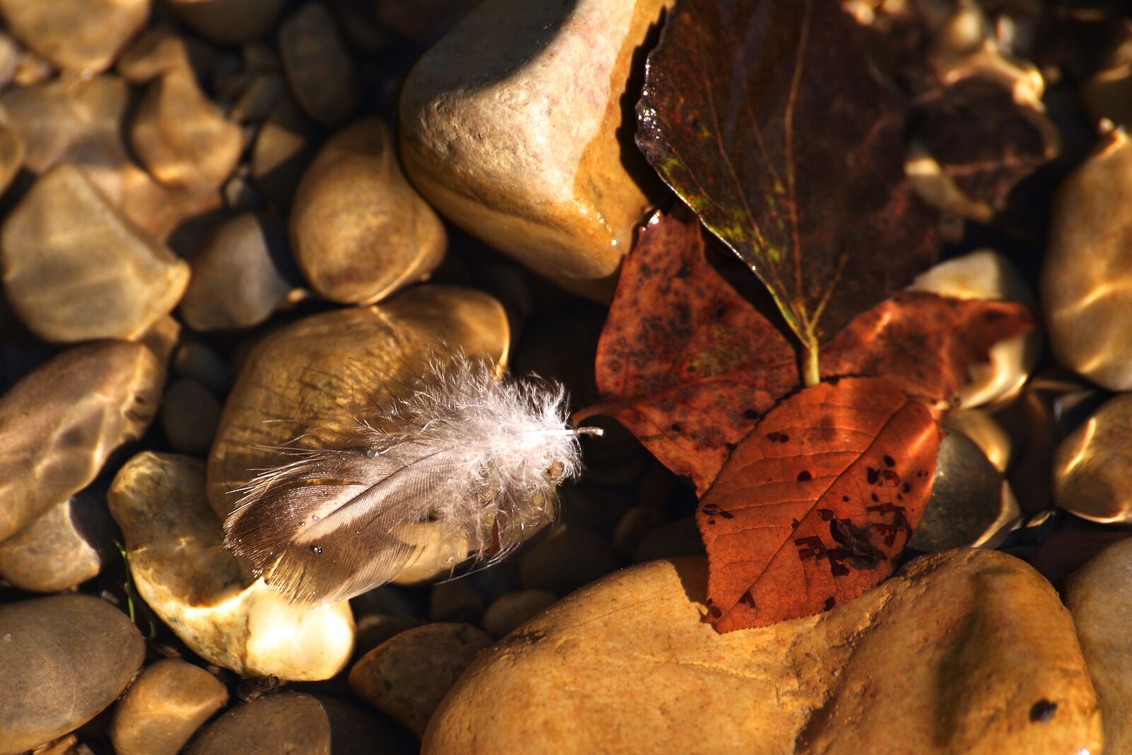 Sony Alpha DSLR-A350 sample photo. Feather, leaves, water photography