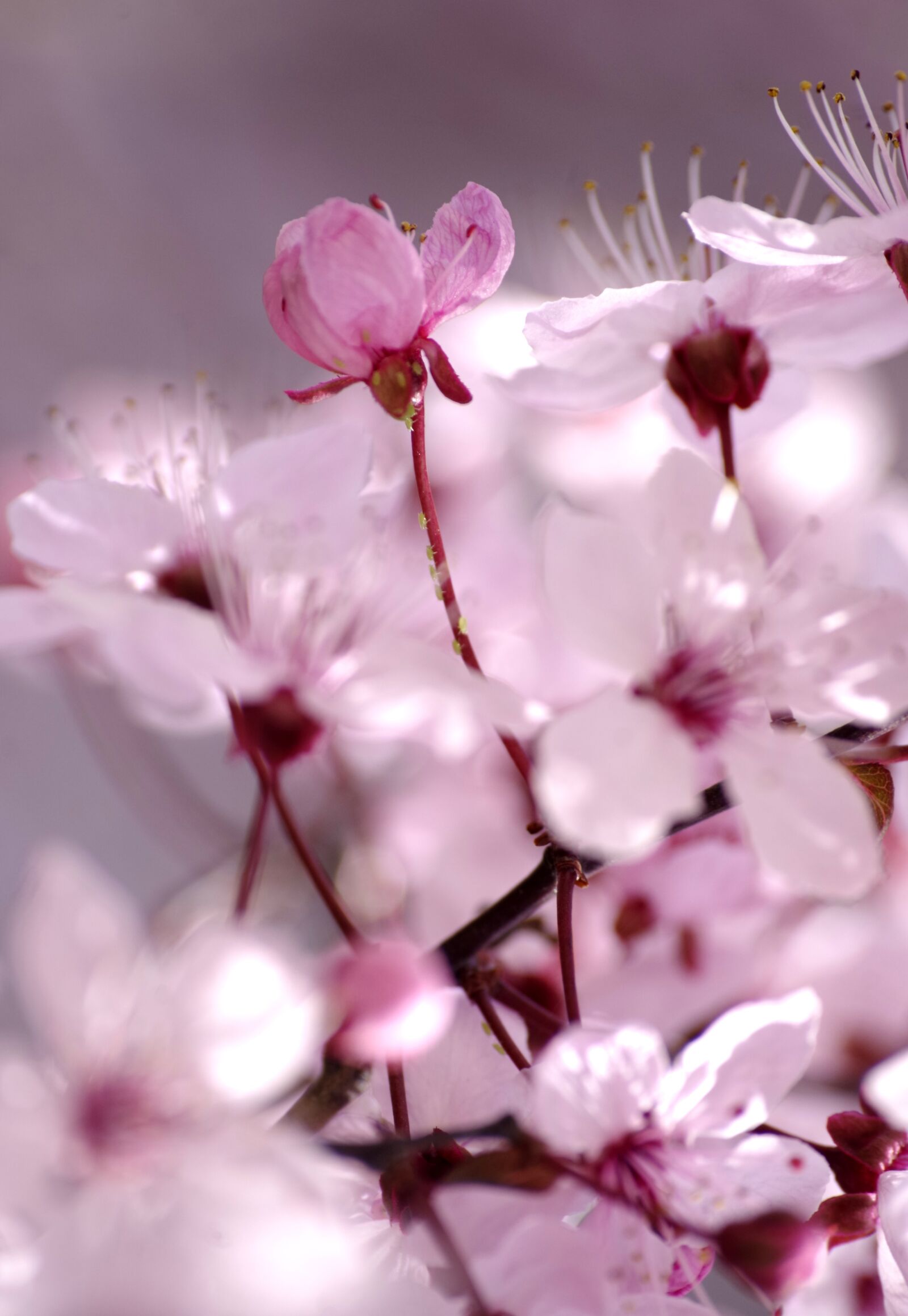 Pentax K-30 sample photo. Cherry blossoms, tree, pink photography