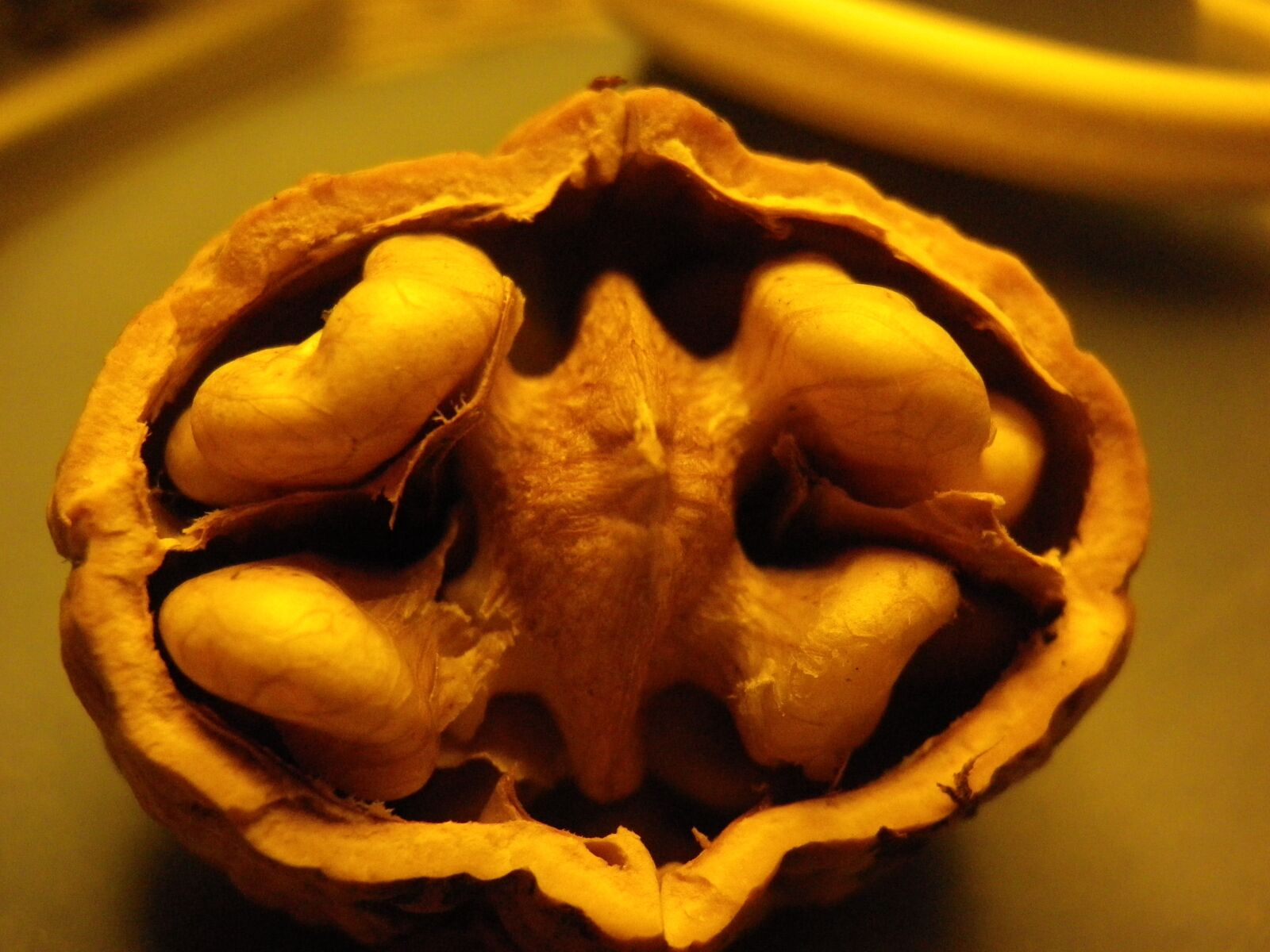 Pentax Optio RZ10 sample photo. Walnut, tree, nuts photography