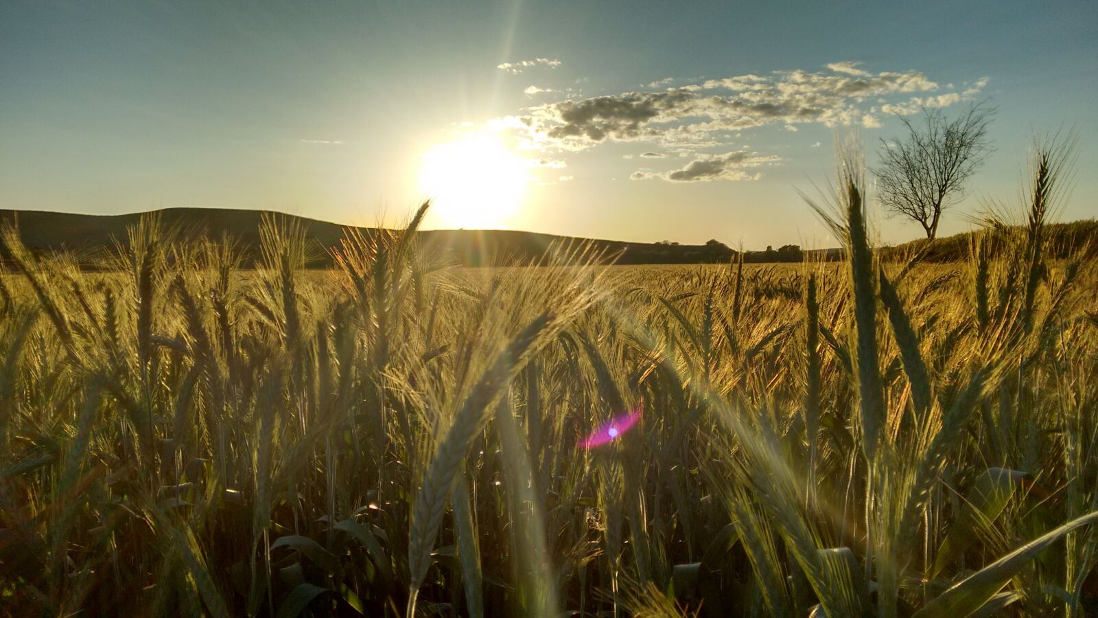 Motorola Moto G (2nd Gen) sample photo. Wheat, sunset, spikes photography