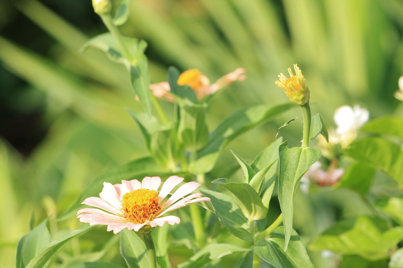 Canon EOS 1000D (EOS Digital Rebel XS / EOS Kiss F) sample photo. Flower, green, plant photography