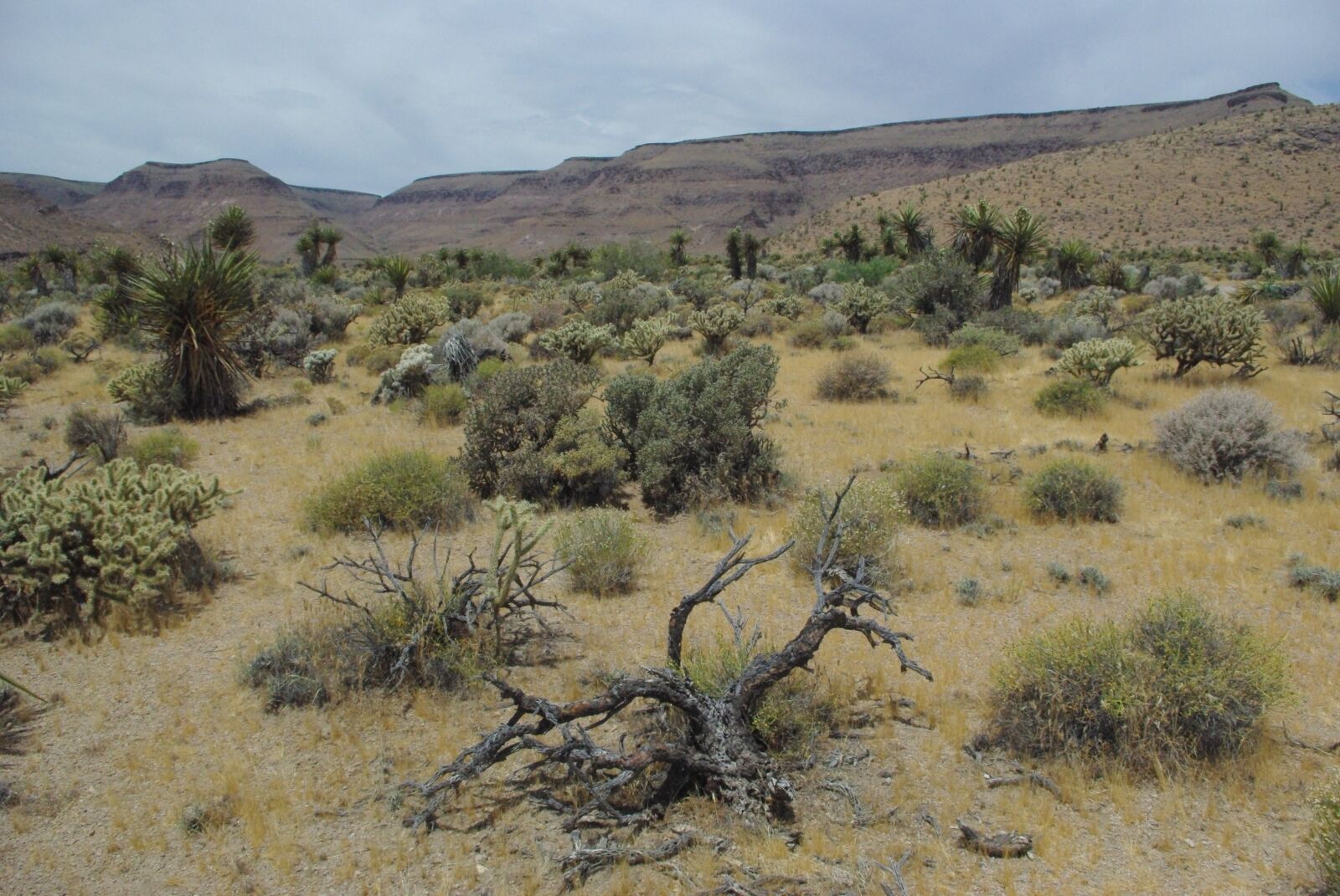 Pentax K200D sample photo. Desert, cactus, dry photography