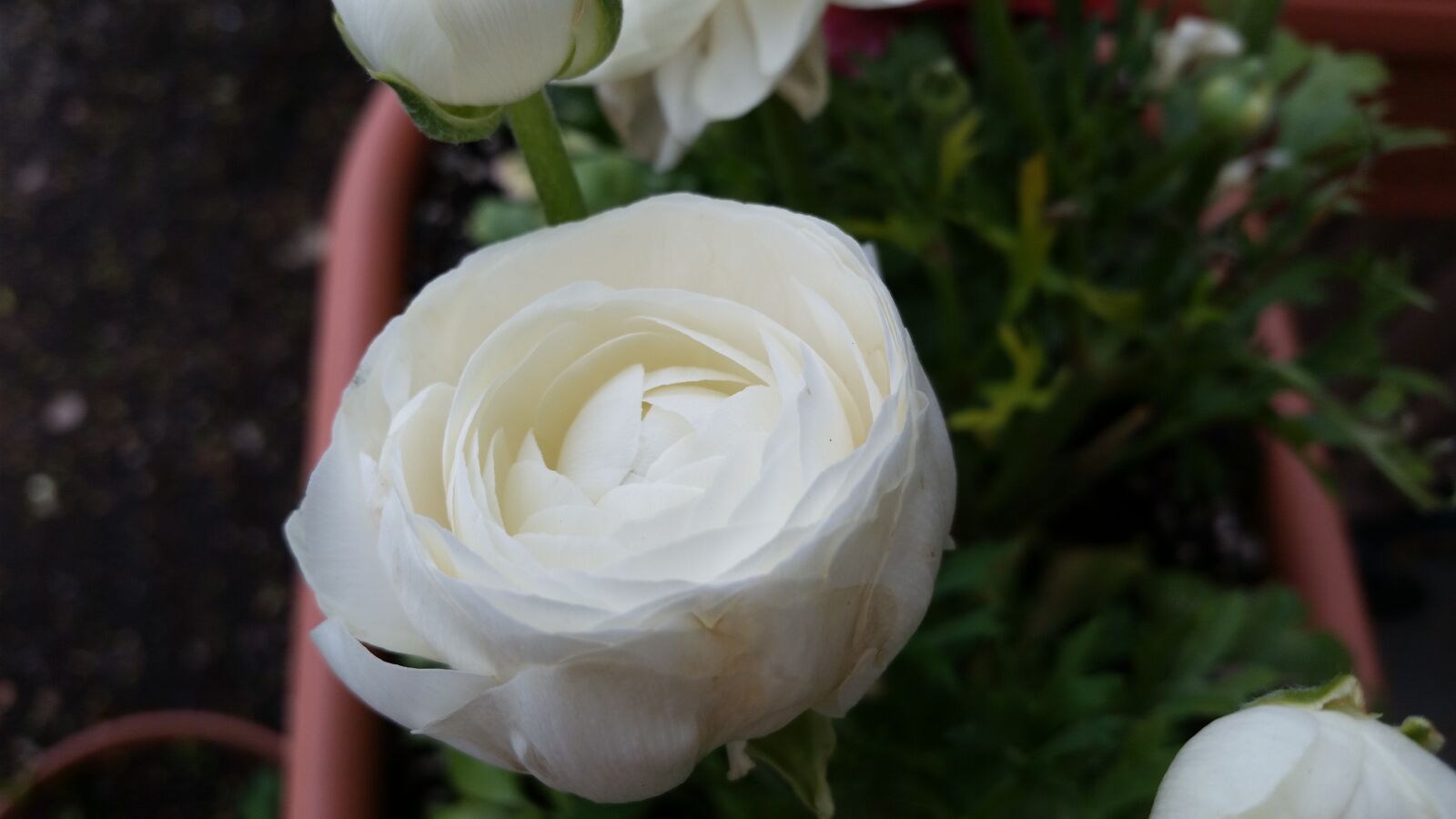 Samsung Galaxy S5 sample photo. Flower, rose, nature photography