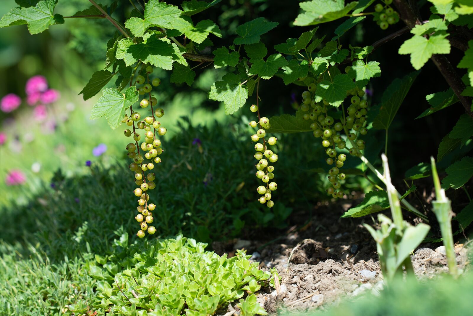 Nikon D7100 sample photo. Currant, currants, green photography