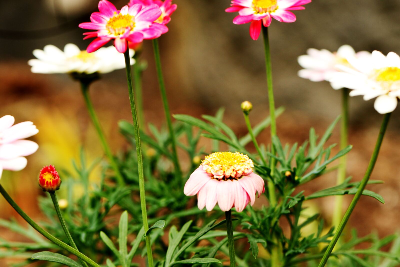 Canon EOS 7D Mark II sample photo. Flowers, garden, summer photography
