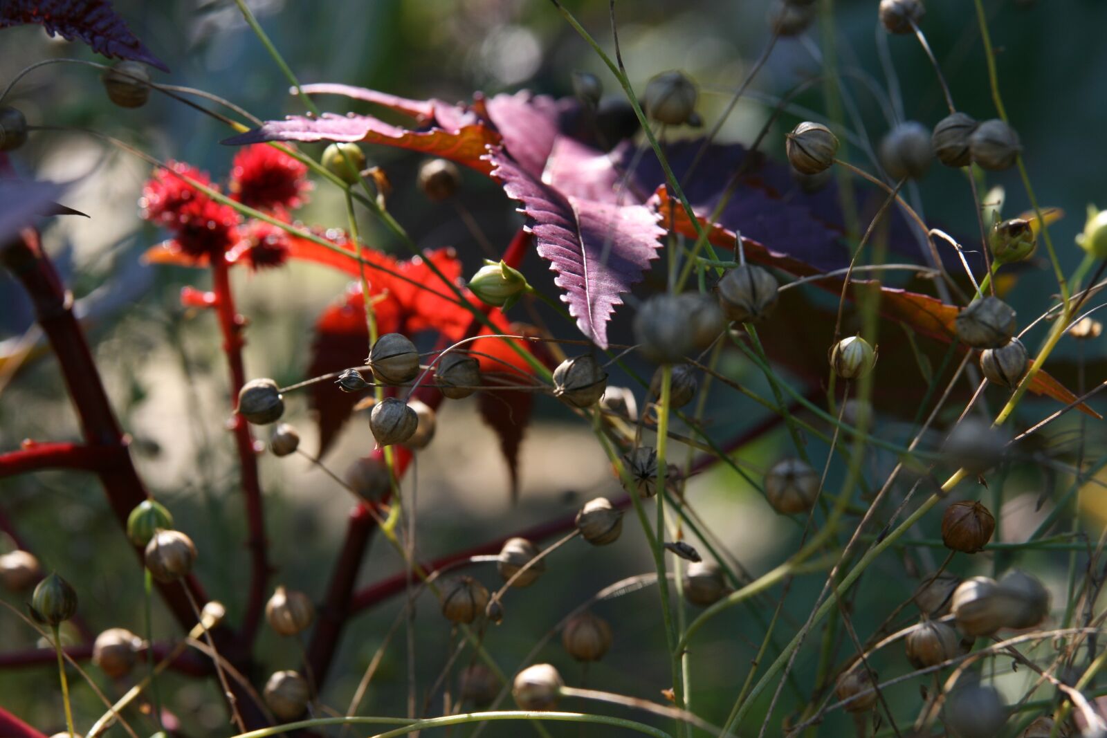 Canon EOS 400D (EOS Digital Rebel XTi / EOS Kiss Digital X) sample photo. Meadow, grasses, backlighting photography
