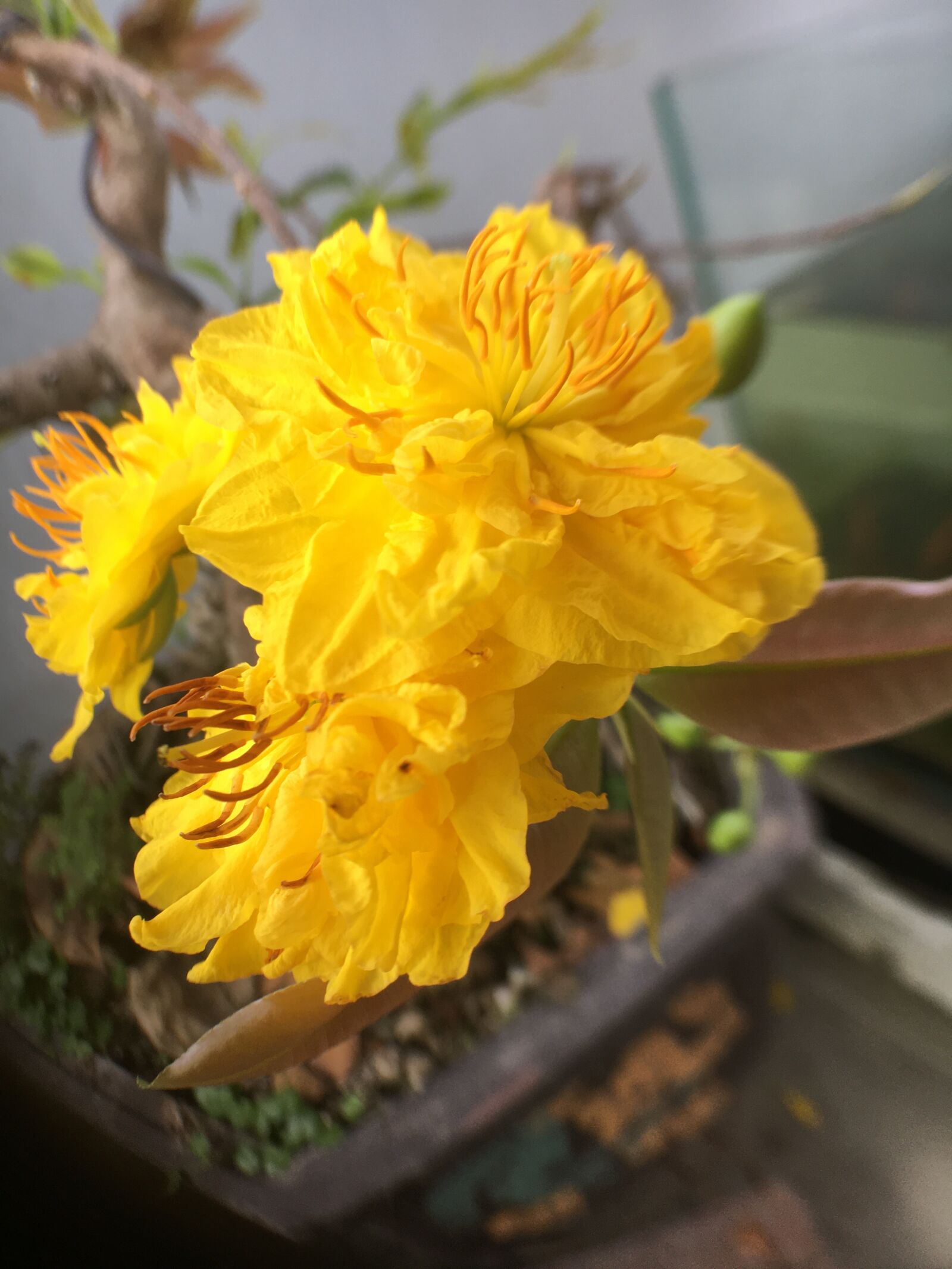 Apple iPhone 6s sample photo. Tags separated by comma photography
