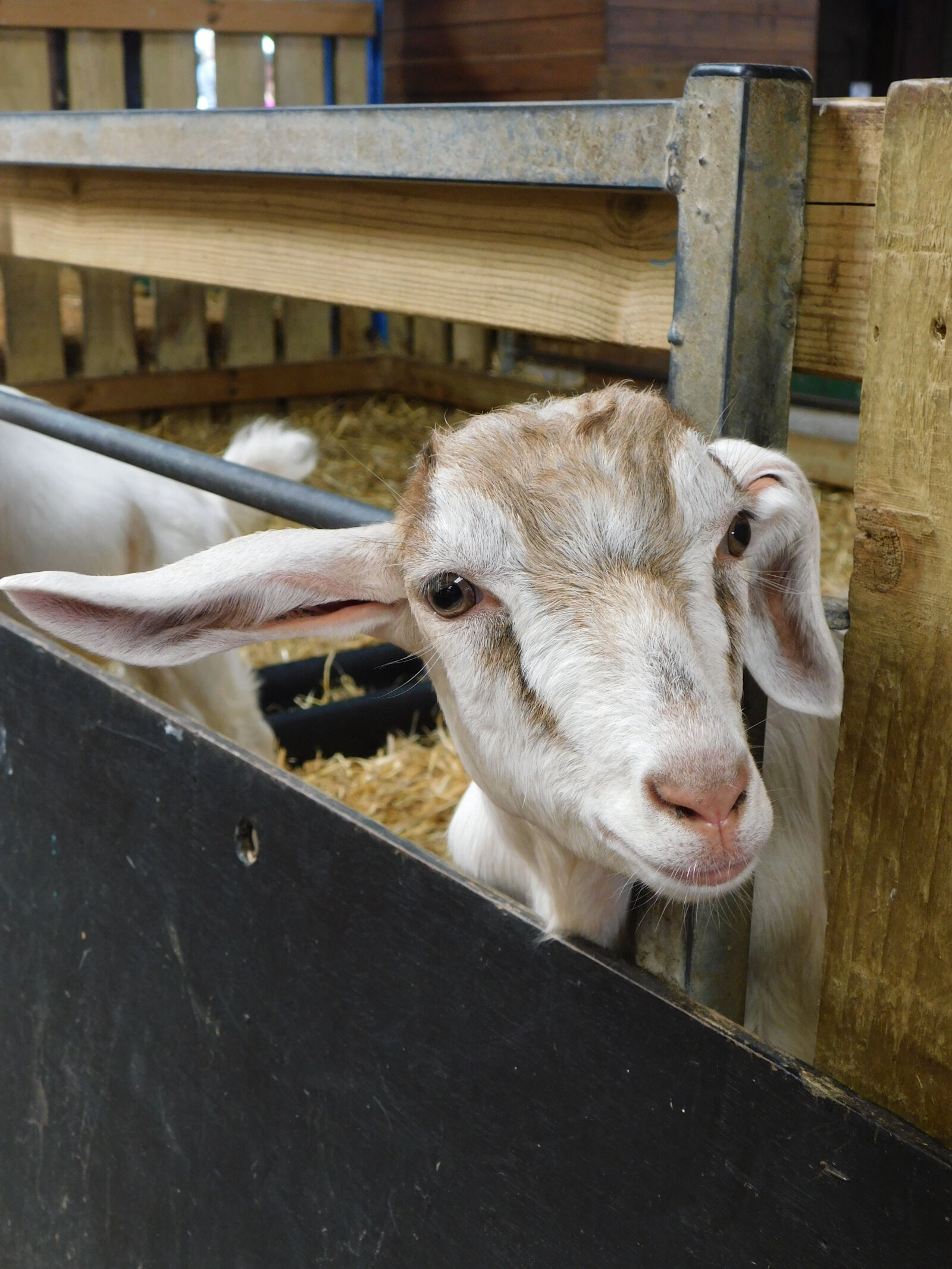 Nikon Coolpix B500 sample photo. Goat photography