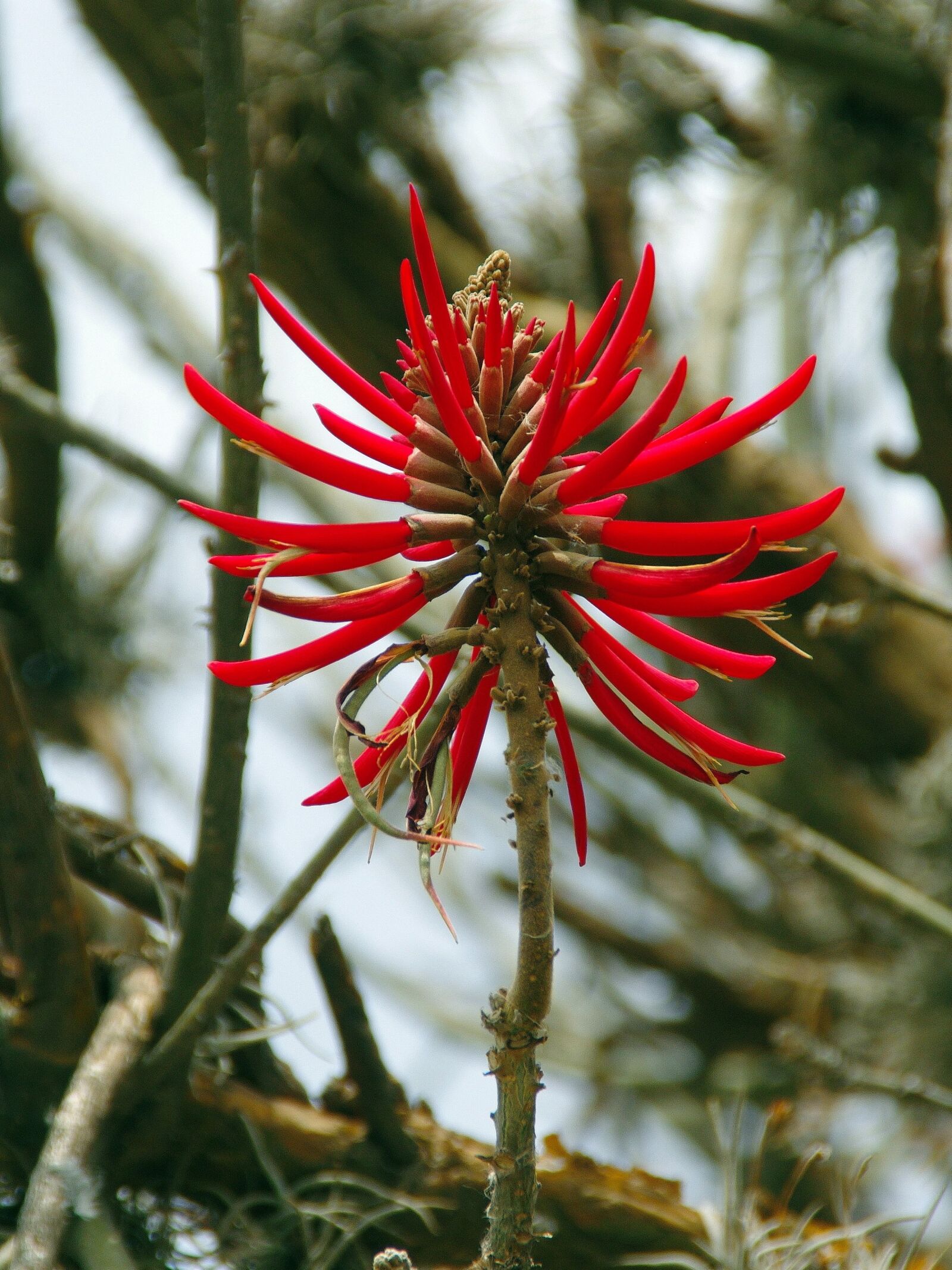 Pentax K-5 sample photo. Aloe, red flower, pompom photography