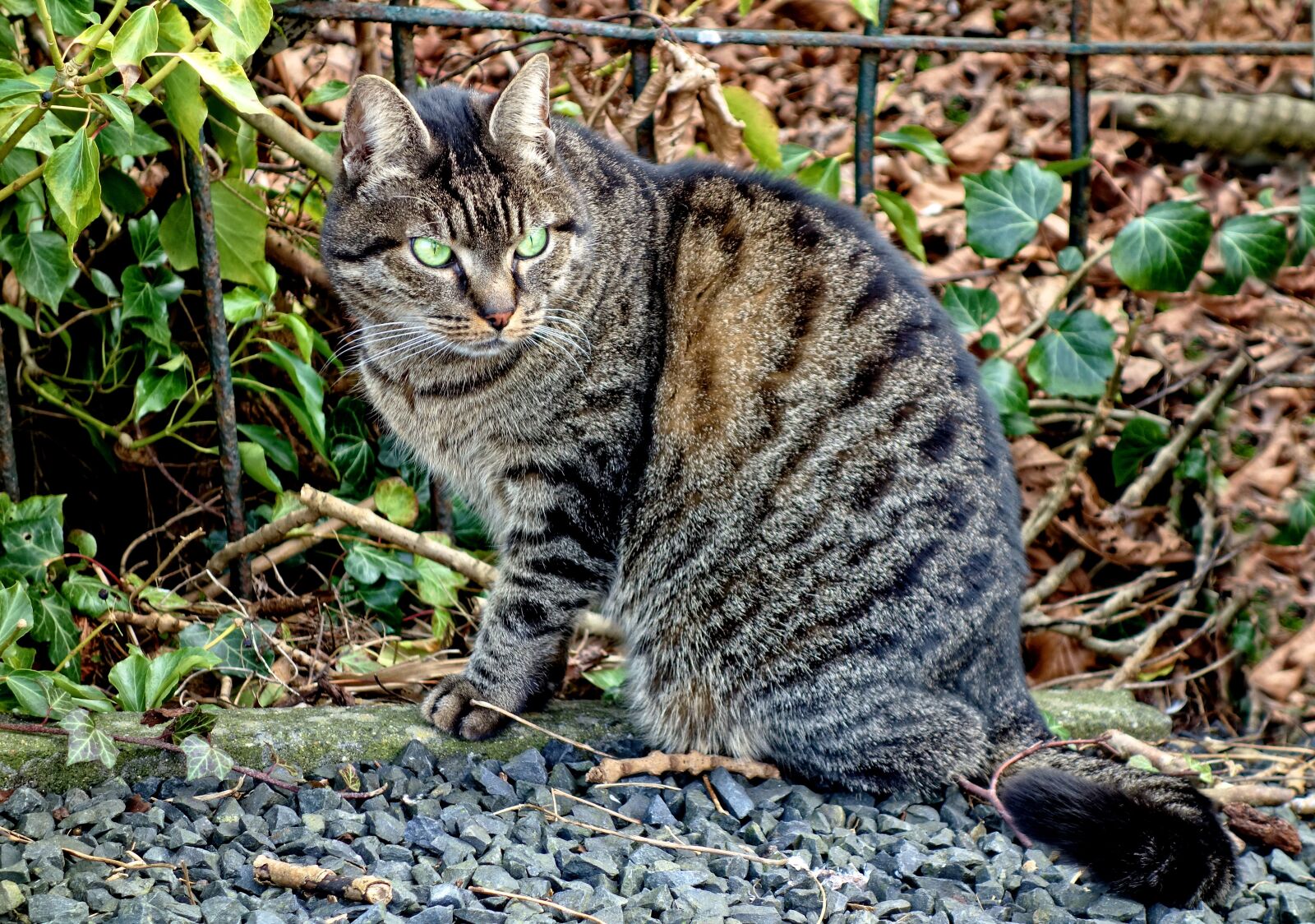 Sony Cyber-shot DSC-RX100 sample photo. Cat, tabby, animal photography