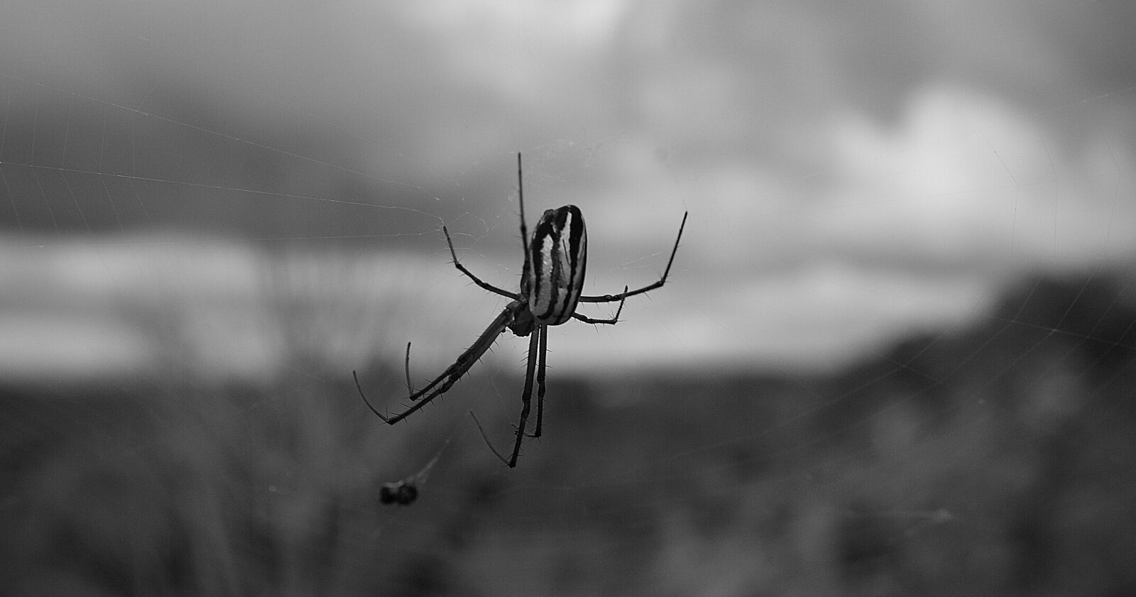 Sony Alpha DSLR-A390 sample photo. Black and white, insect photography