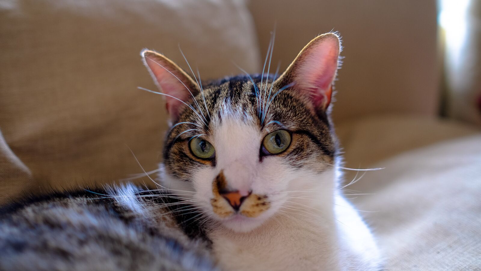Fujifilm XF 23mm F1.4 R sample photo. Kitten, animal, pet photography
