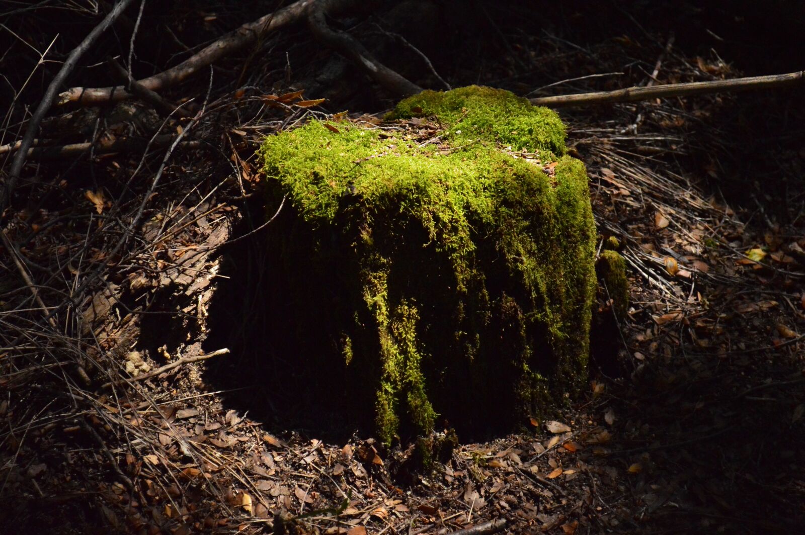 Nikon D3200 sample photo. Green, forest, bariloche photography