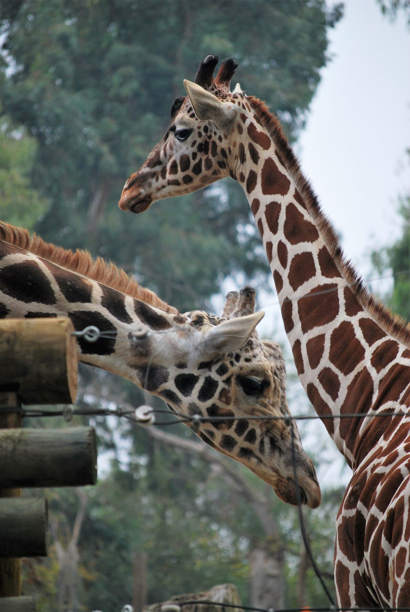 Nikon D60 sample photo. Giraffes, zoo, white face photography
