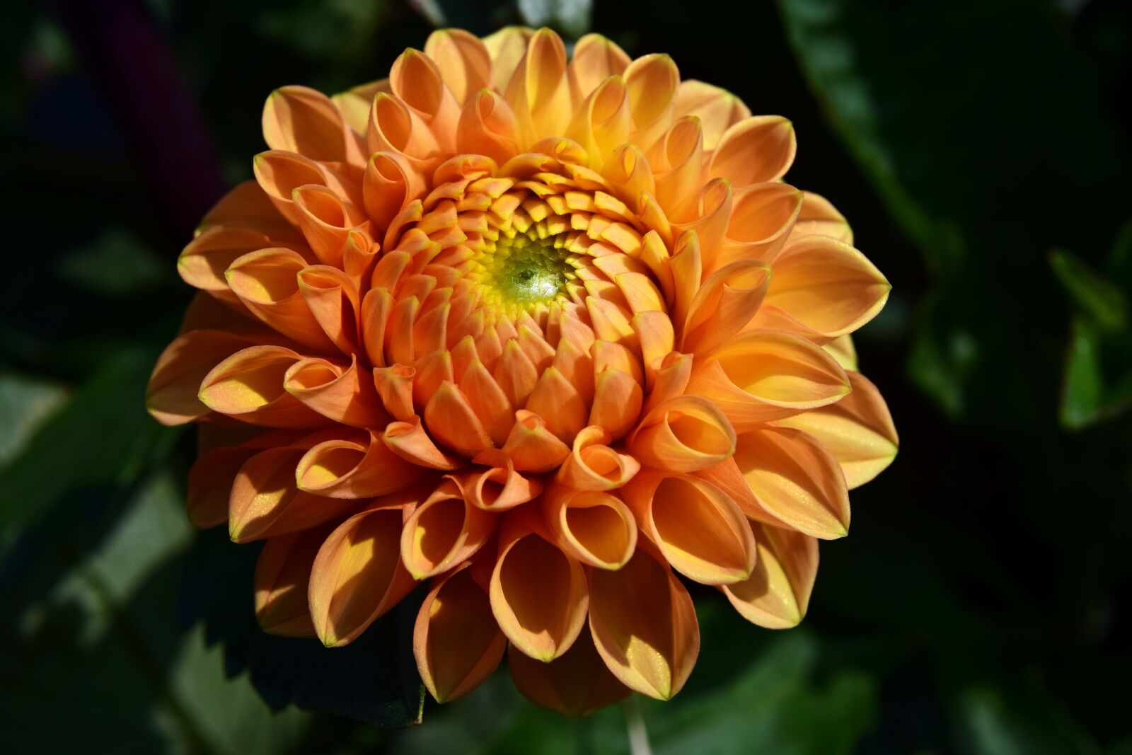 Nikon D3300 sample photo. Dahlia, orange, flower photography