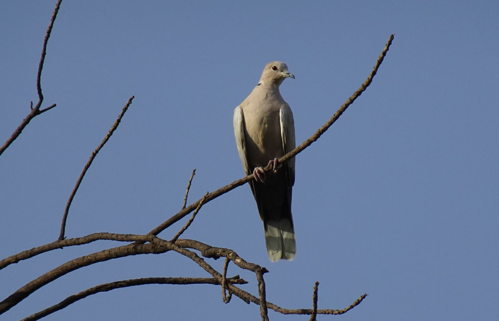 Sony DSC-WX800 sample photo. Bird, dove, eurasian collared photography