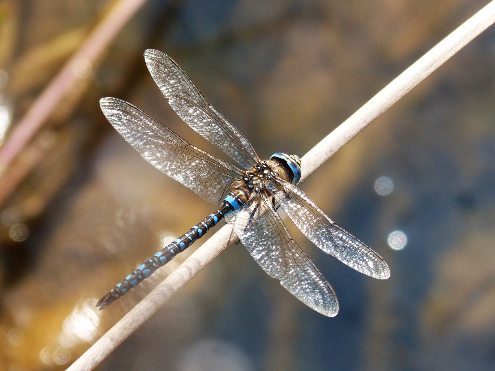 Panasonic DMC-FZ62 sample photo. Dragonfly, blue dragonfly, anax photography