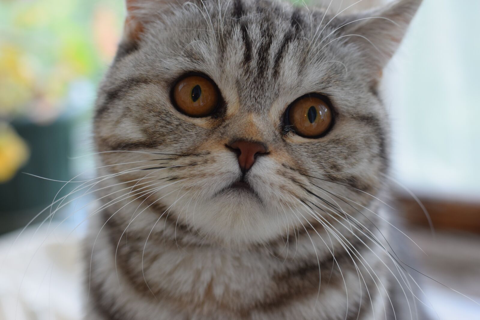 Nikon D3300 sample photo. кот, кошка, cat photography