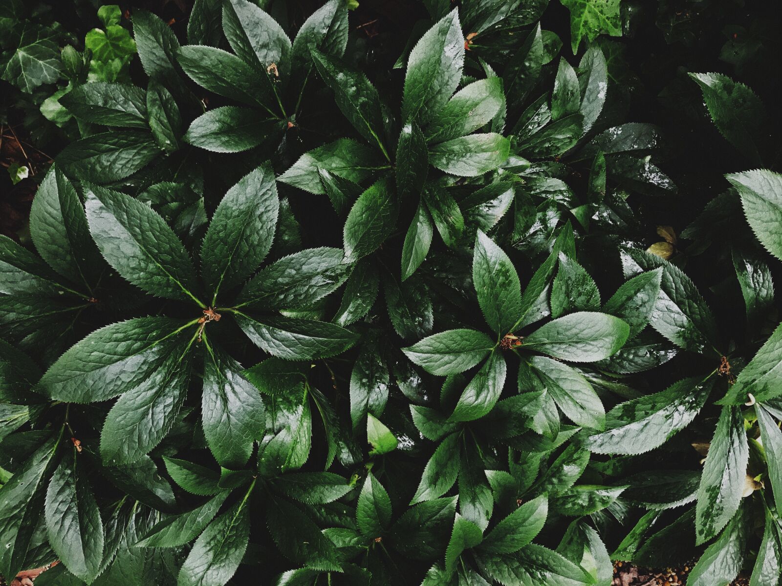 Apple iPhone 7 sample photo. Leaves, foliage, green photography