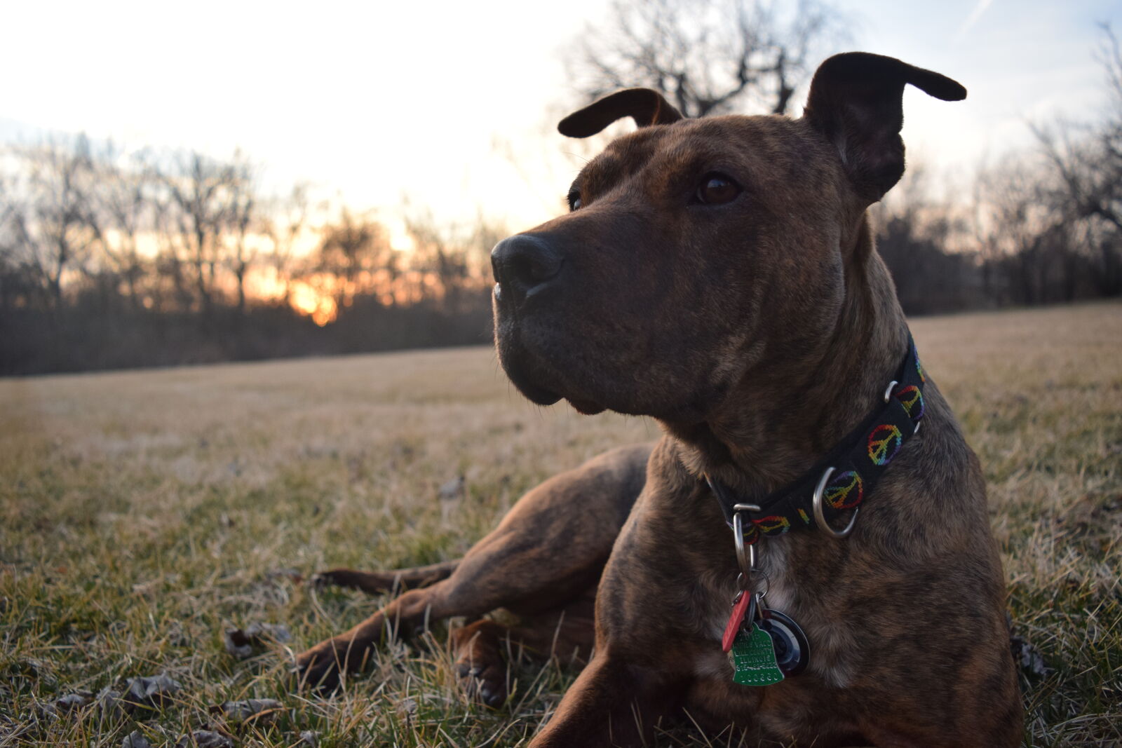 Nikon D3300 sample photo