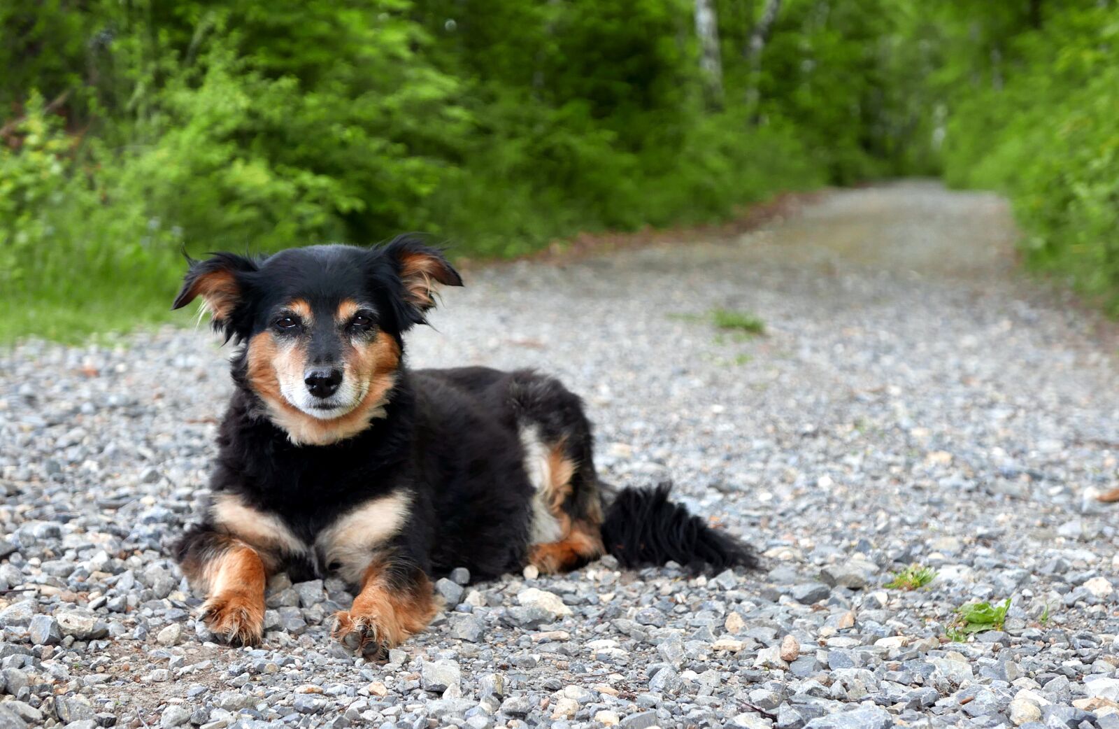 Panasonic Lumix DMC-LX100 sample photo. Dog, rest, spacer photography