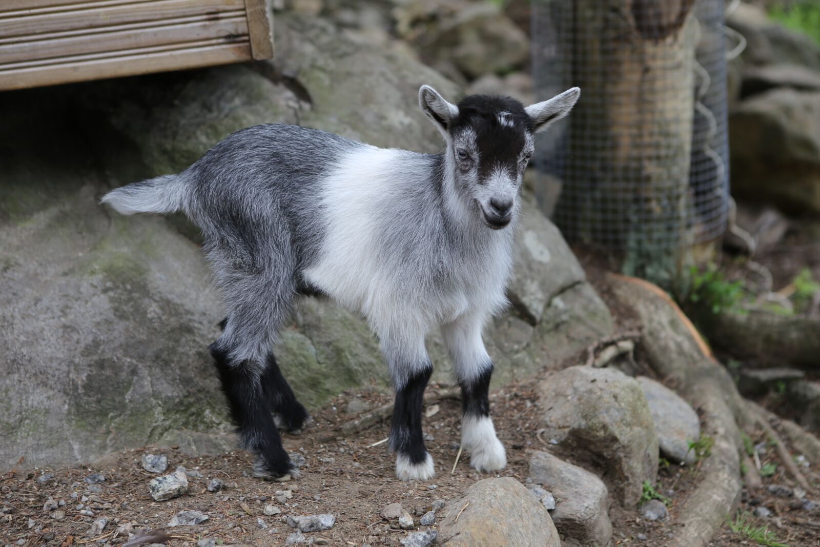 Canon EOS 6D + Canon EF 24-70mm F2.8L USM sample photo. Goat, kid, mammal photography