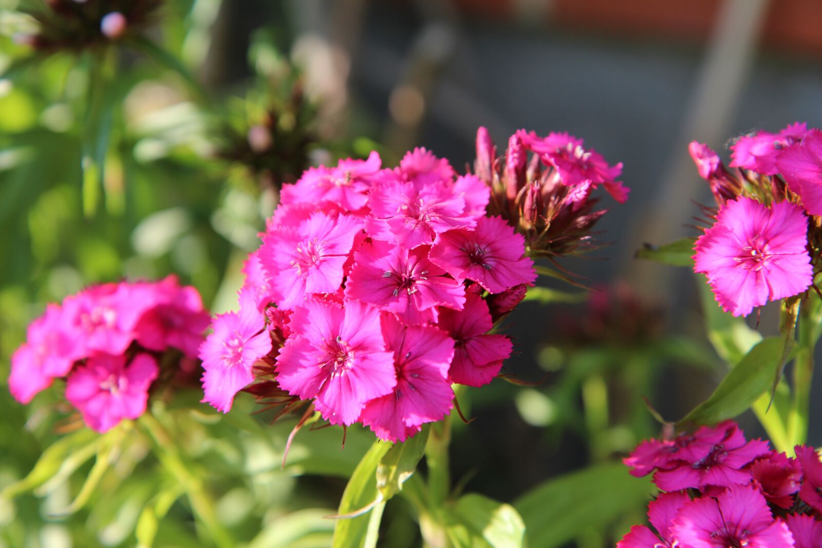Canon EOS 600D (Rebel EOS T3i / EOS Kiss X5) sample photo. Sweet william, flowering, flowers photography