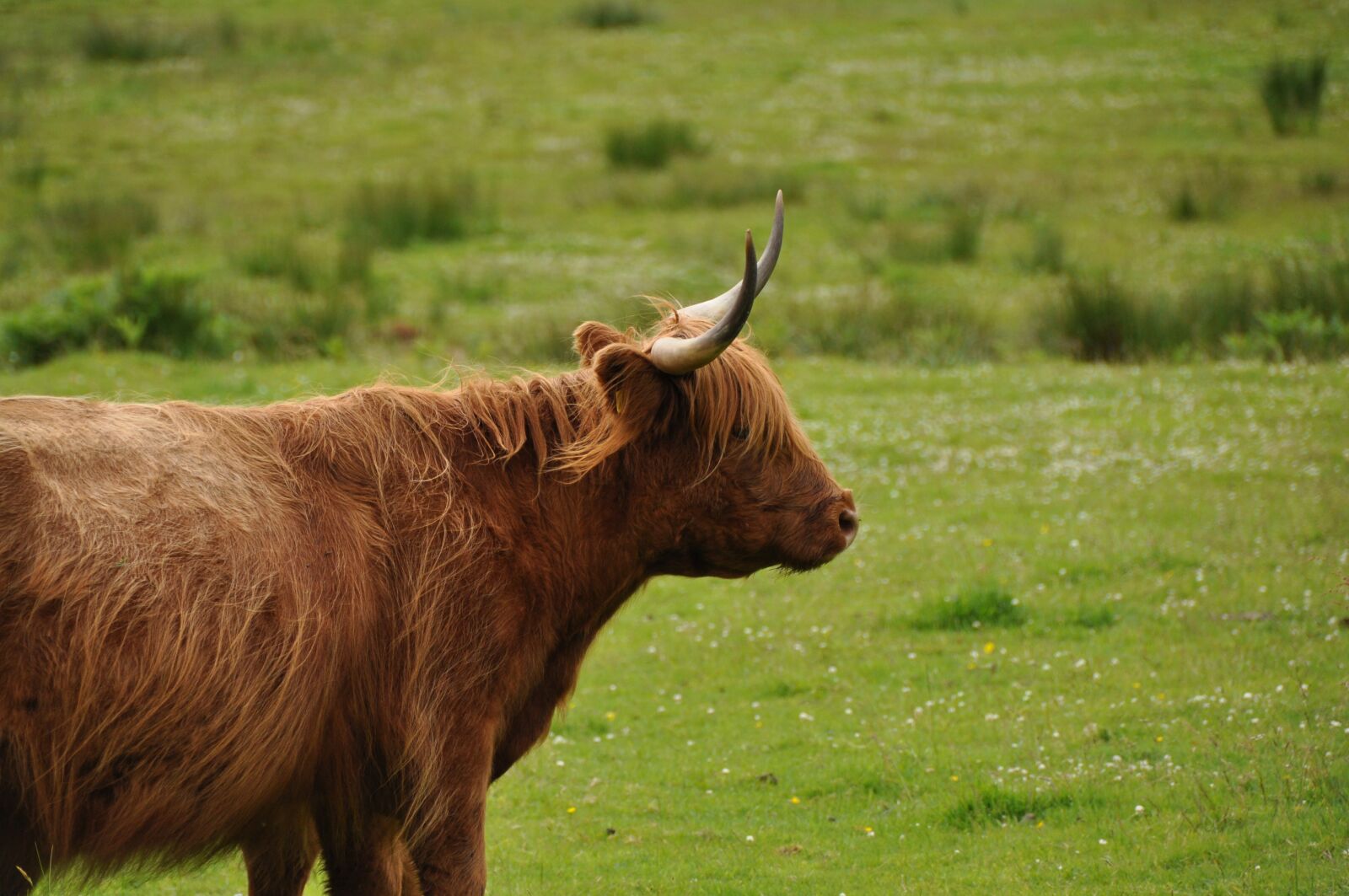 Nikon D5000 sample photo. Scotland, highlander, cow photography