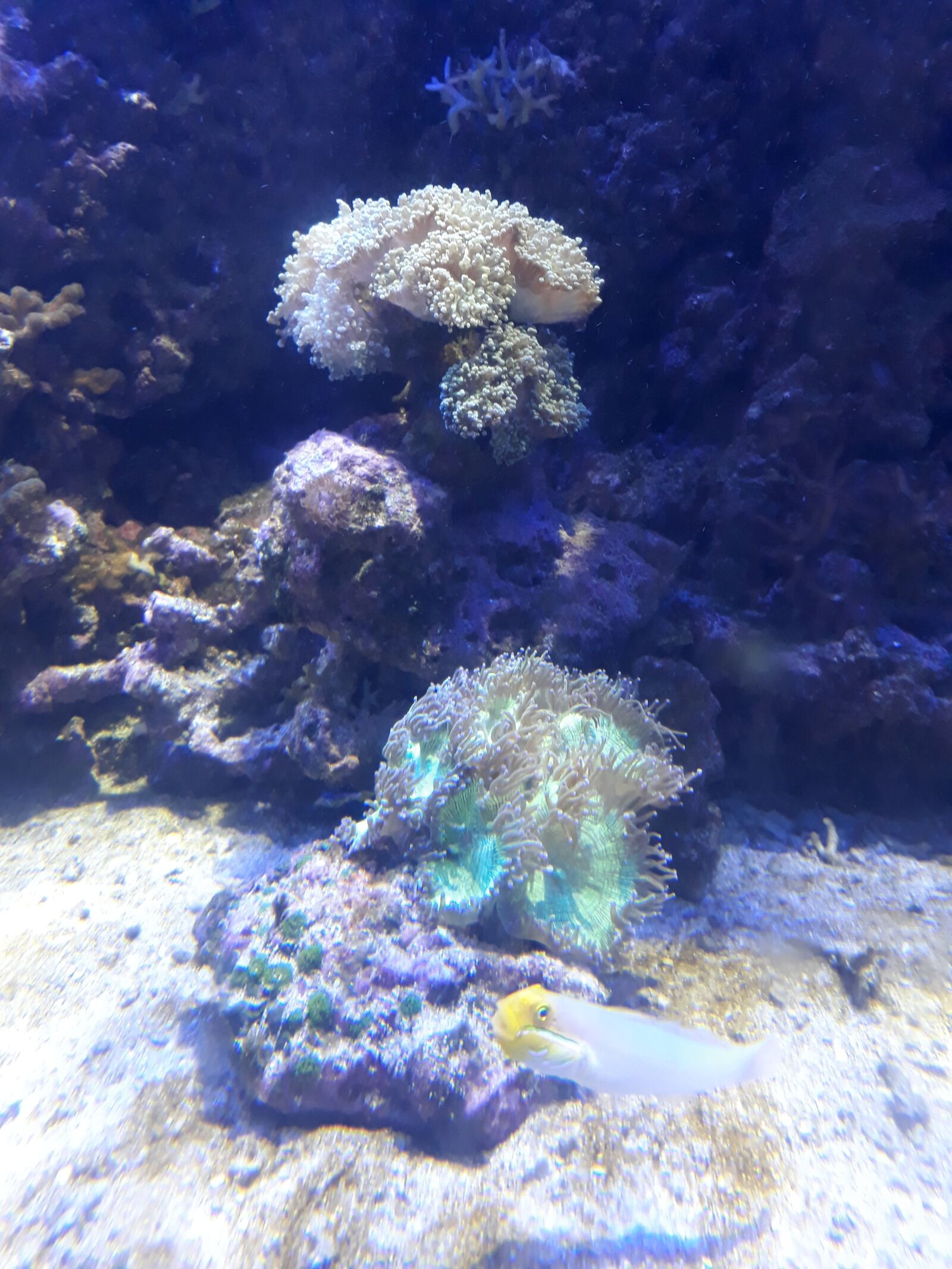 Samsung Galaxy J7 Prime sample photo. Aquarium, nice, beautiful photography