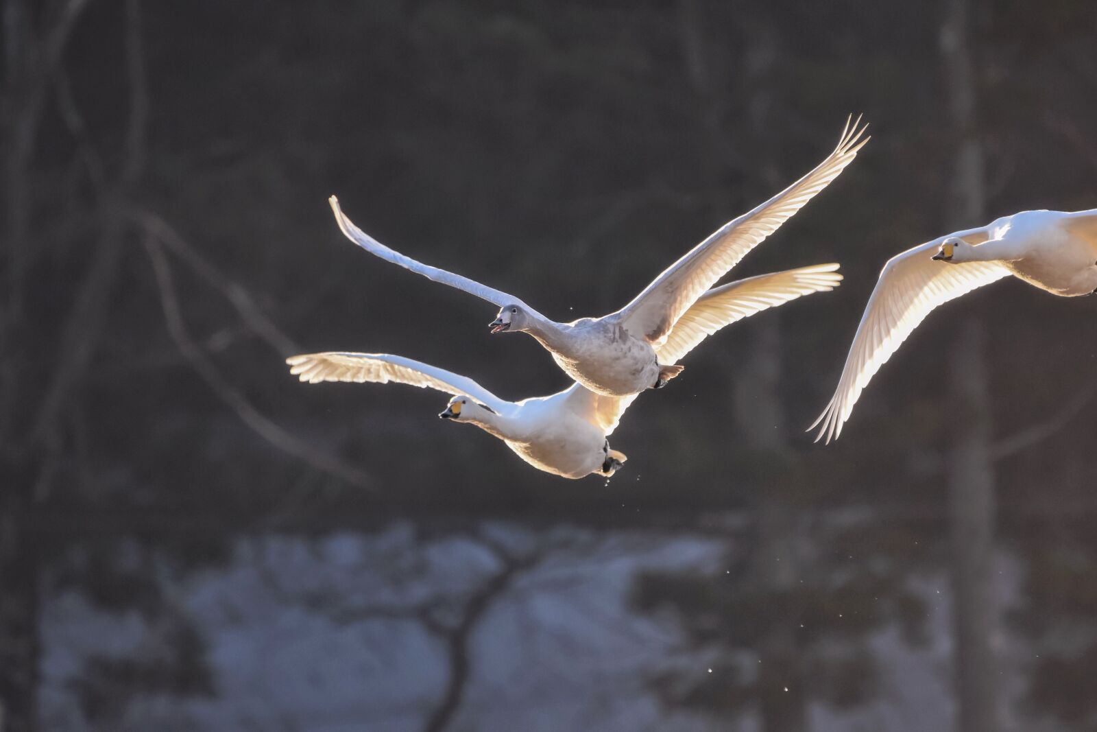 Nikon D7200 sample photo. Bird, swan, flying photography