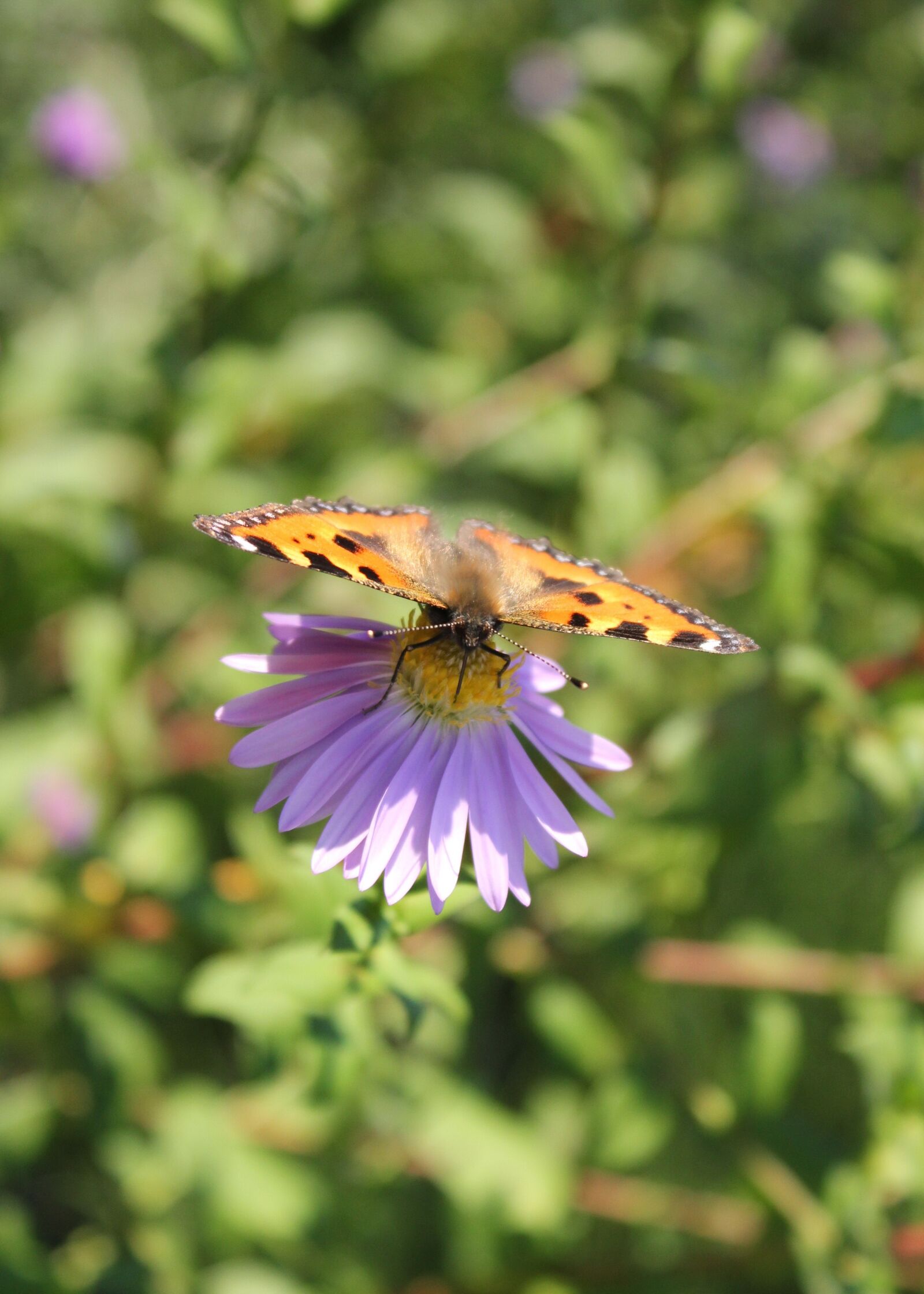 Canon EOS 550D (EOS Rebel T2i / EOS Kiss X4) sample photo. Butterfly, blossom, bloom photography