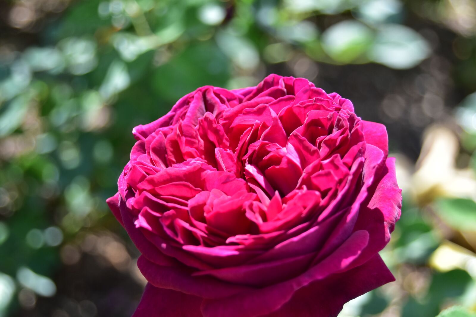 Nikon D5600 sample photo. Purple rose, plant, flower photography