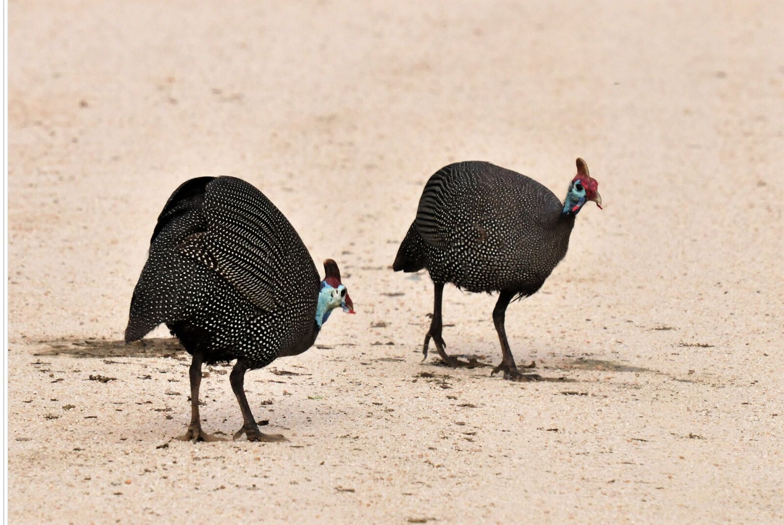 Nikon D300 sample photo. Guinea fowl crested, bird photography