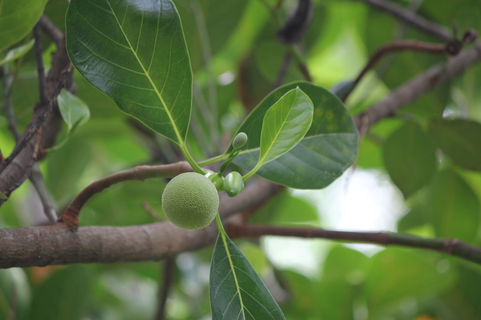 Canon EOS 60D sample photo. Jackfruit, united jackfruit photography