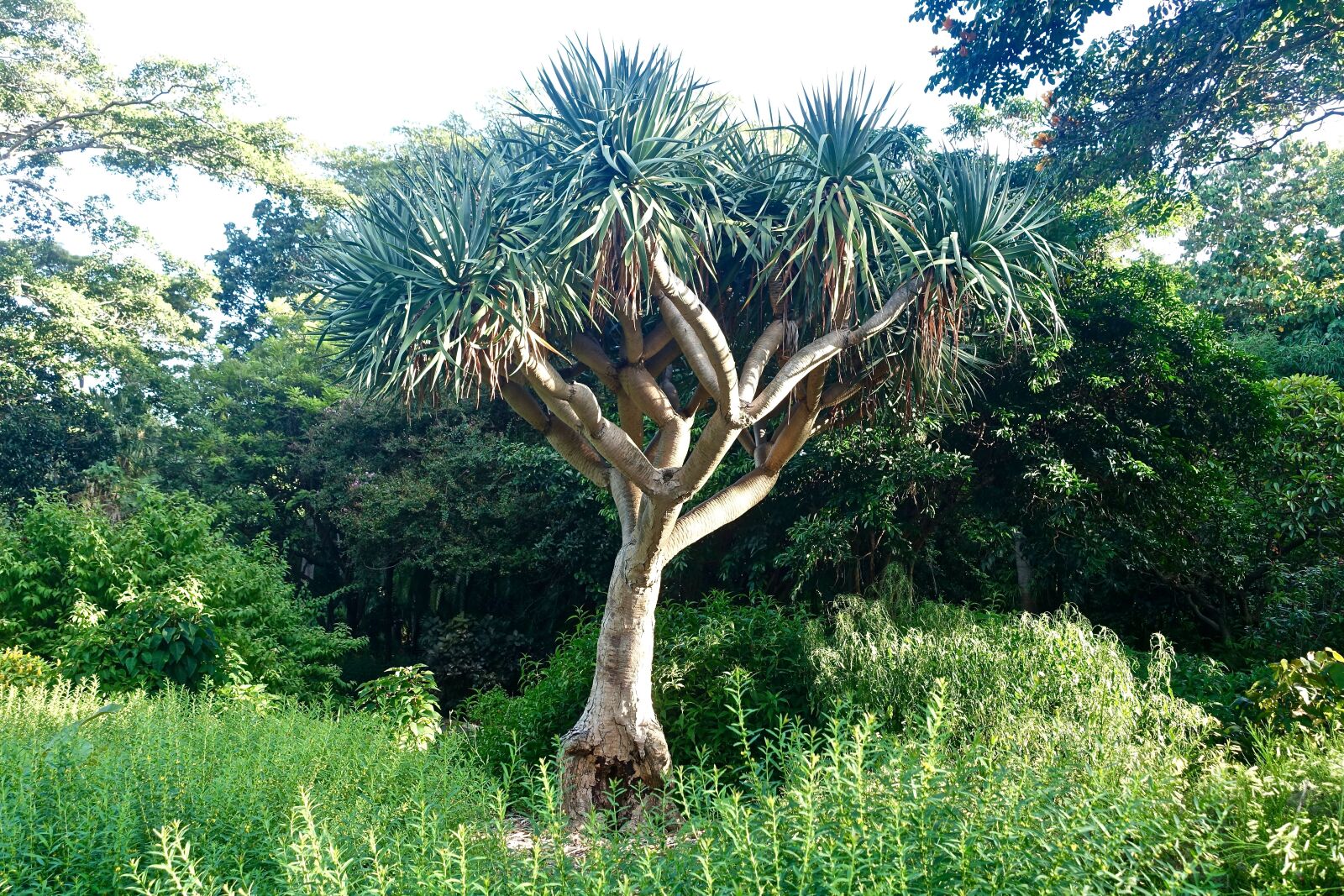 Sony Cyber-shot DSC-RX100 III sample photo. Botanical, tree, banksia photography