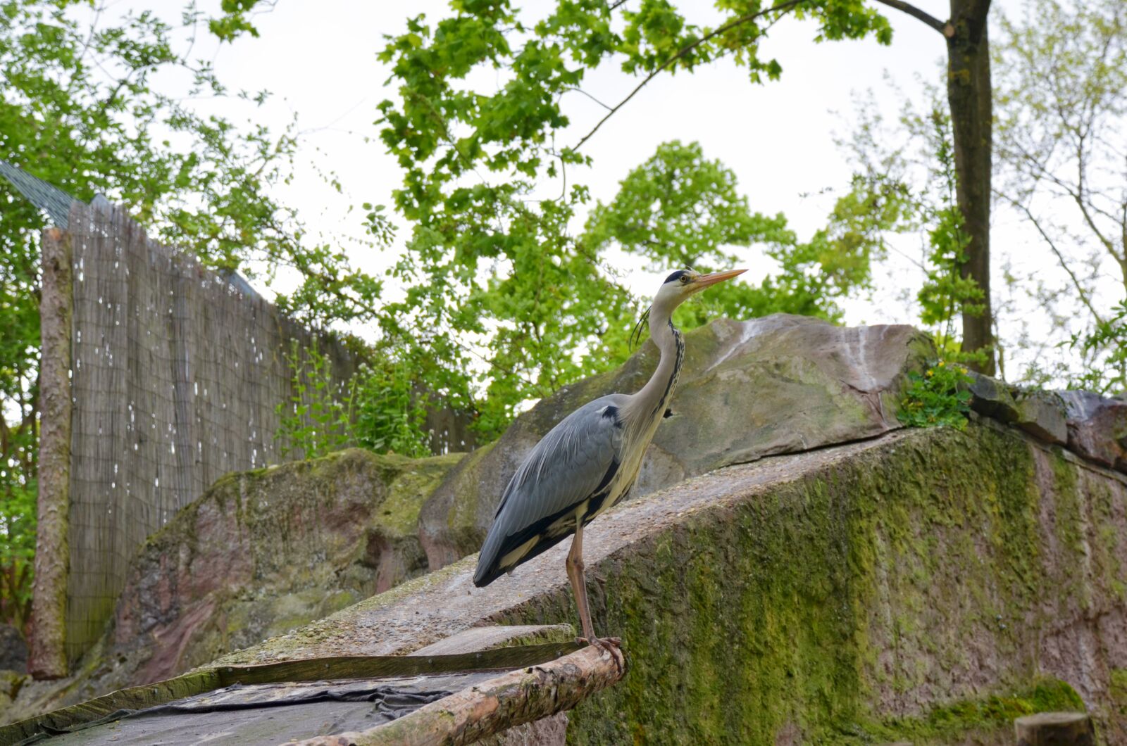 Nikon D5100 sample photo. Nature, tree, park photography