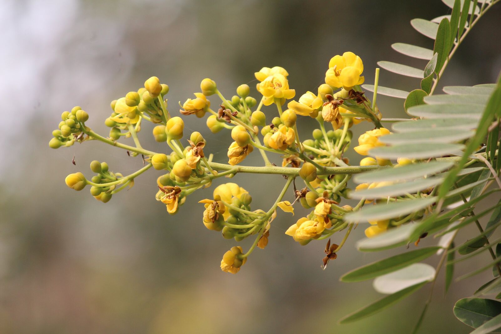 Canon EOS 1200D (EOS Rebel T5 / EOS Kiss X70 / EOS Hi) sample photo. Flower, yellow, yellow flowers photography