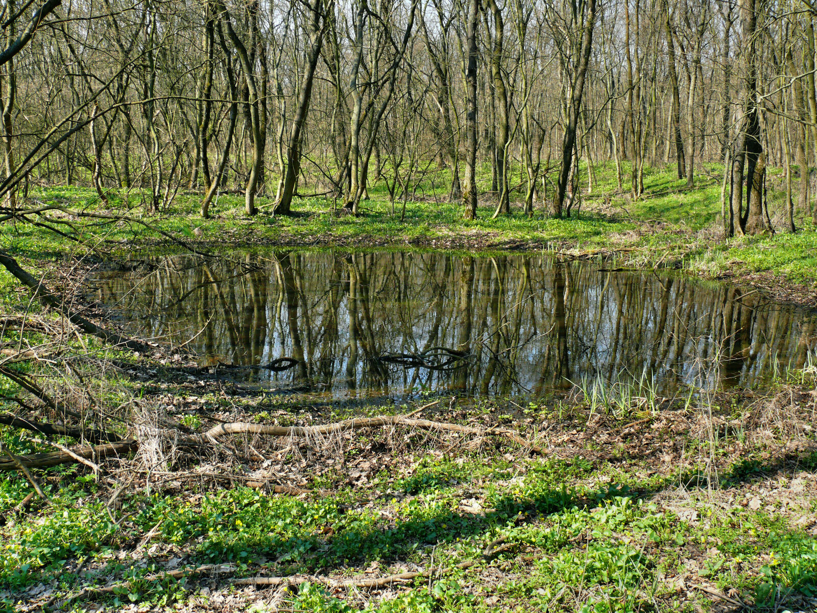 Panasonic DMC-FZ50 sample photo. Puddle photography