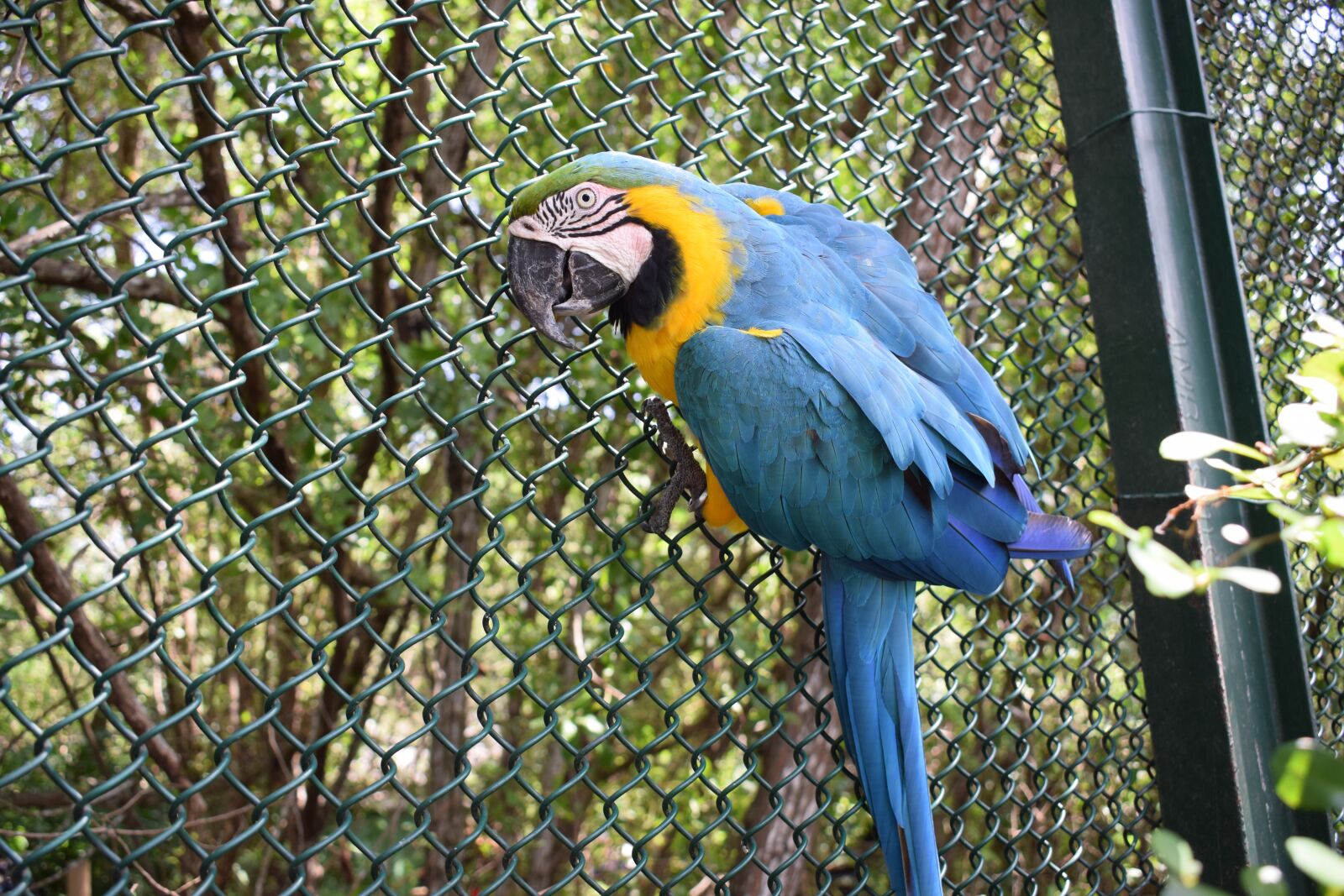 Nikon D3300 sample photo. Colombia, ave, nature photography