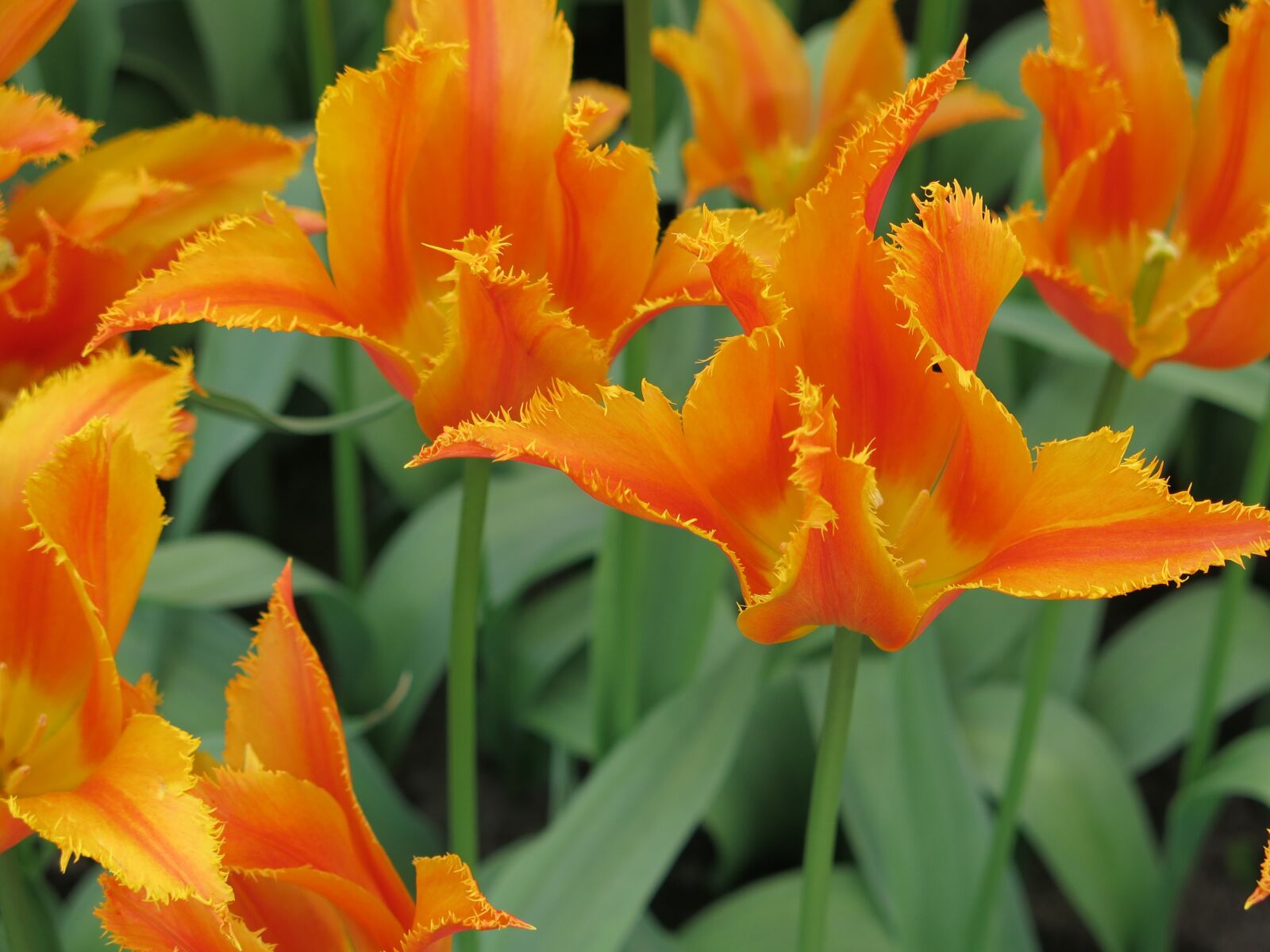 Canon PowerShot G15 sample photo. Flower, orange, bright colour photography