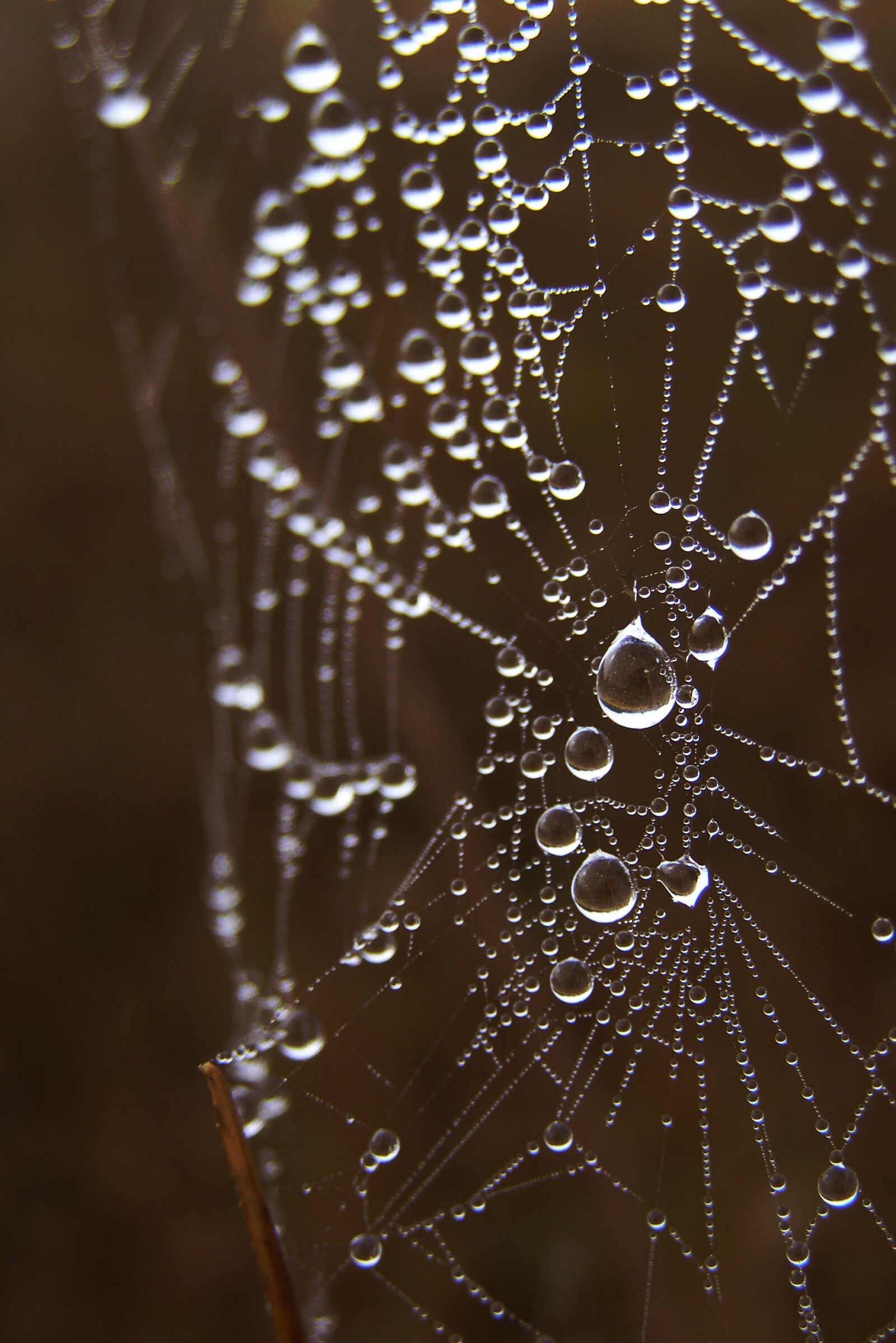 Olympus SP500UZ sample photo. Cobweb, spider's web, drops photography