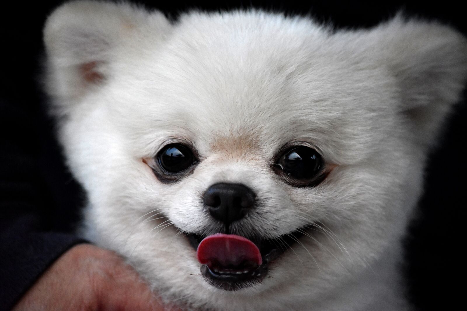 Nikon D5500 sample photo. Mammal, cute, portrait photography