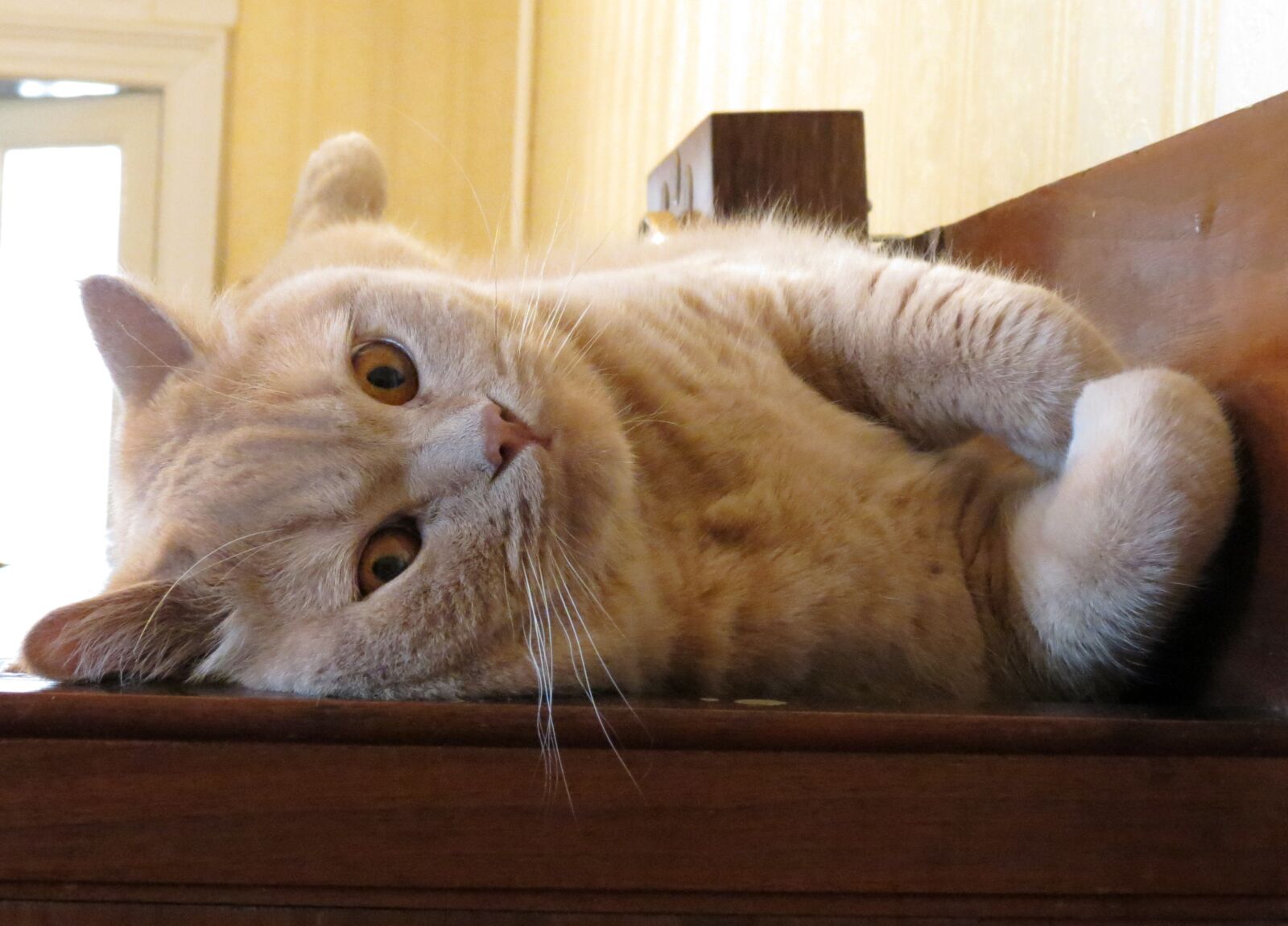 Canon PowerShot SX40 HS sample photo. Cat, pets, funny photography