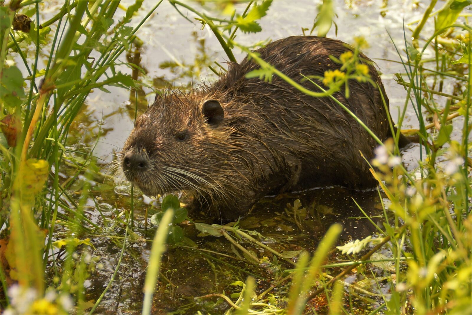Sony SLT-A58 sample photo. Nutria, cub, water photography
