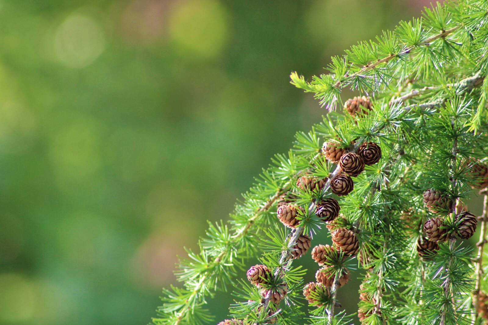 Canon EOS 2000D (EOS Rebel T7 / EOS Kiss X90 / EOS 1500D) sample photo. Larch, tree, conifer photography