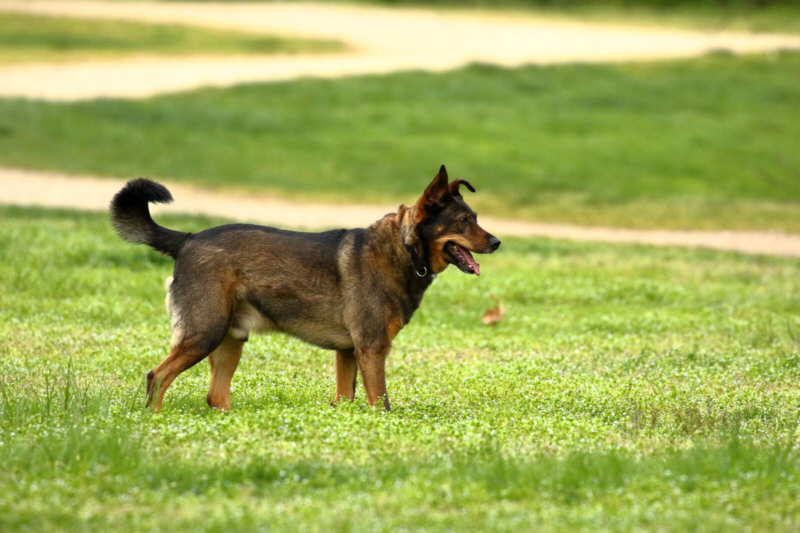 Canon EOS 7D Mark II sample photo. Dog, play, animal photography