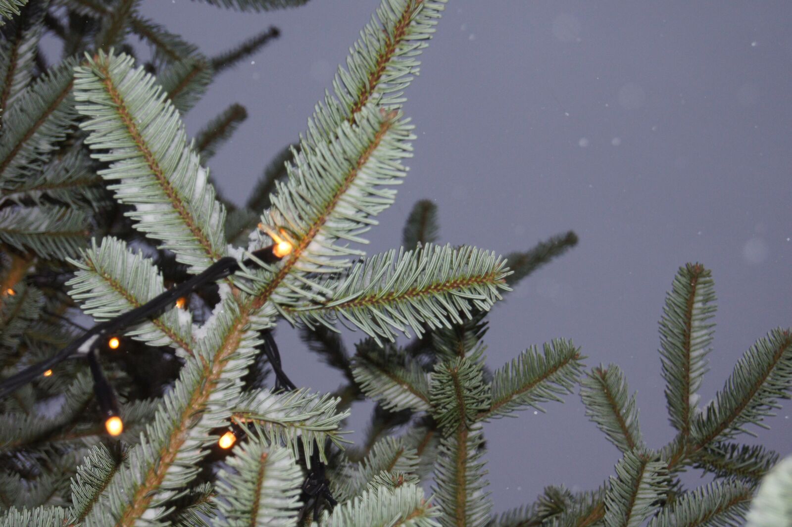 Sony SLT-A33 + Sony DT 18-55mm F3.5-5.6 SAM sample photo. Fir tree, winter, night photography